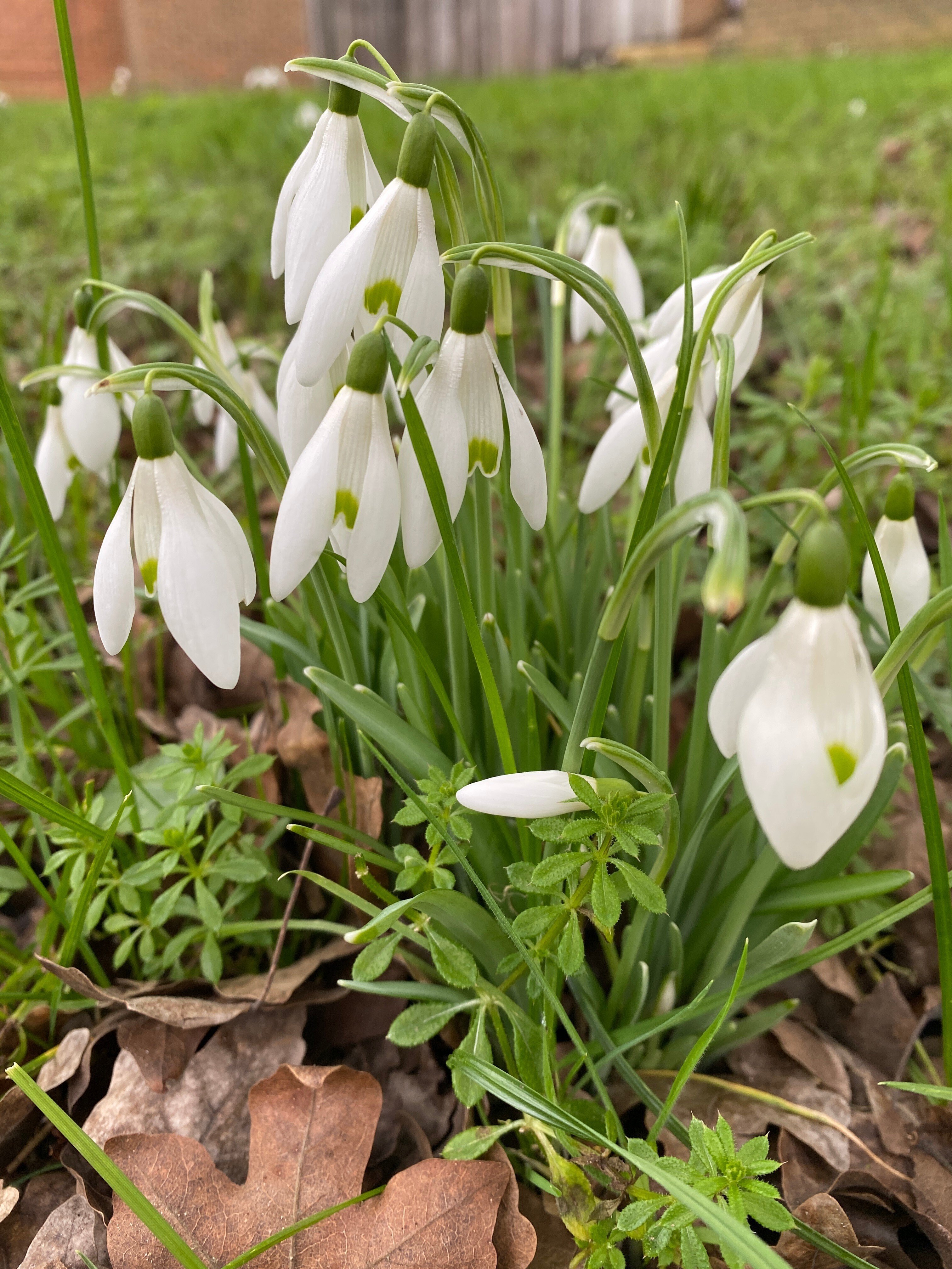 スノードロップは希望と牛乳を水っぽくする花でした。｜SOY