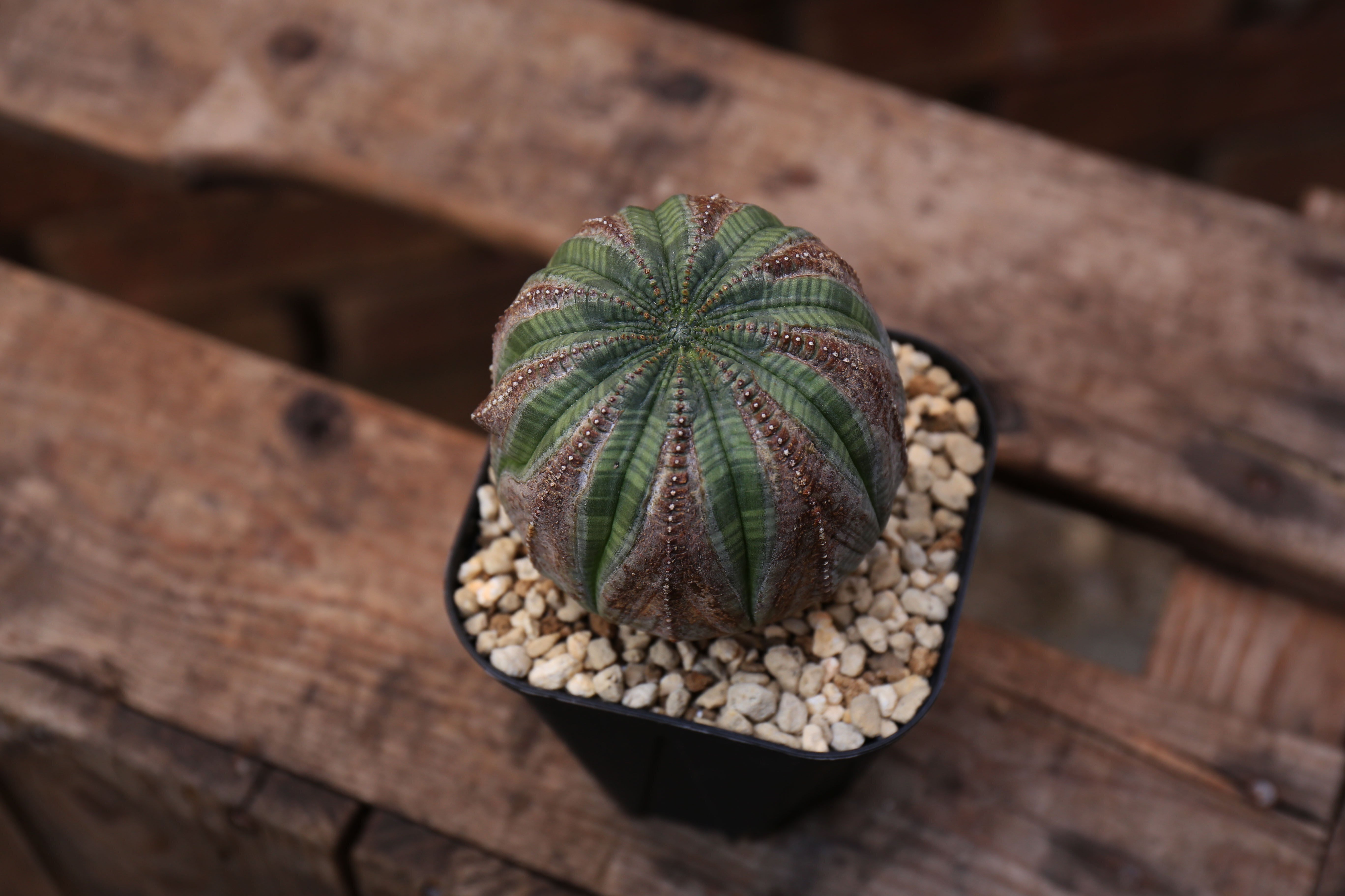 狙って木質化させるなんて無理。だからこそ美しいオベサには希少価値が