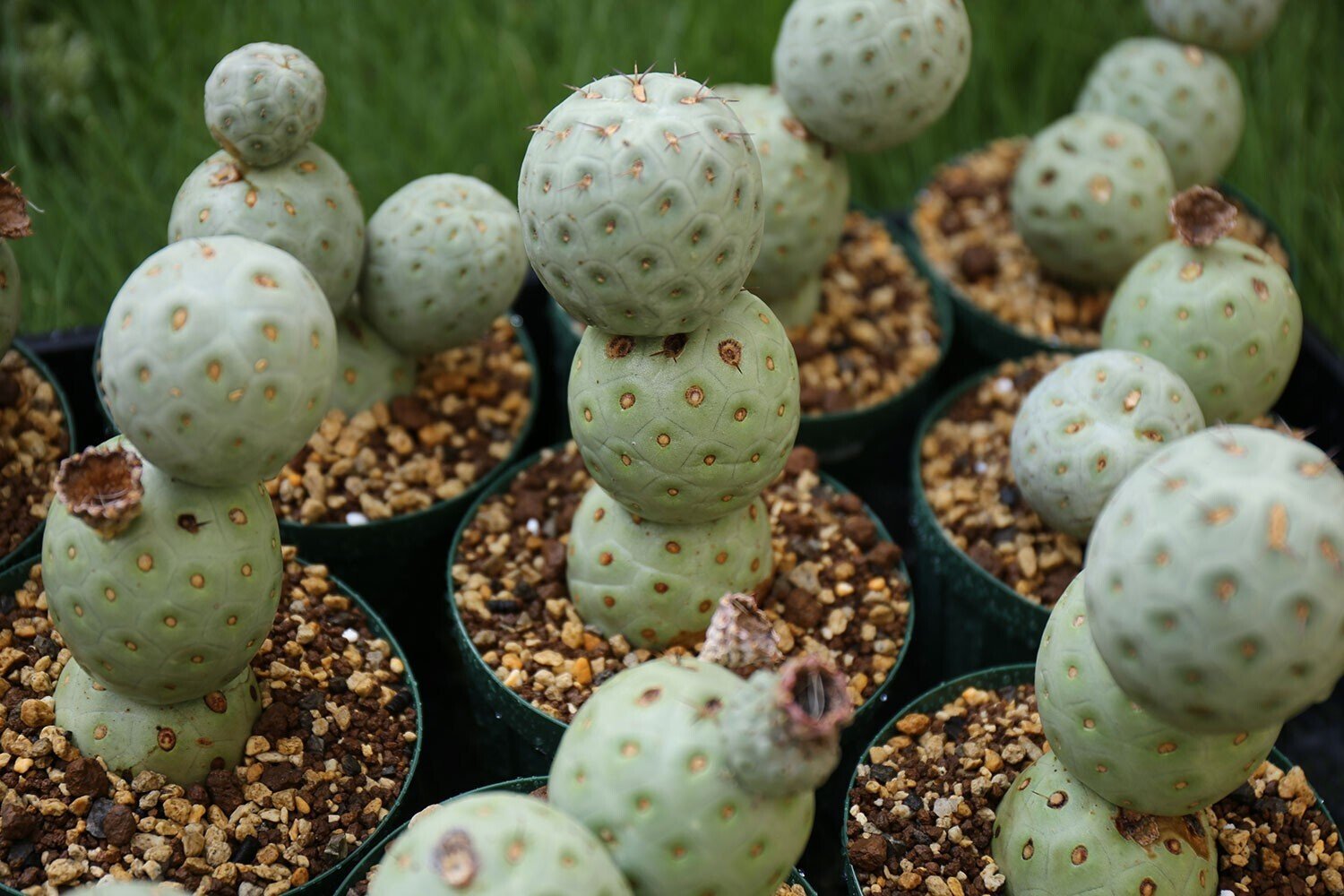 テフロカクタス(一部オプンチアとか)実生苗セット　ラベルつき　速達 テフロカクタス(一部オプンチアとか)実生苗セット ラベルつき 速達