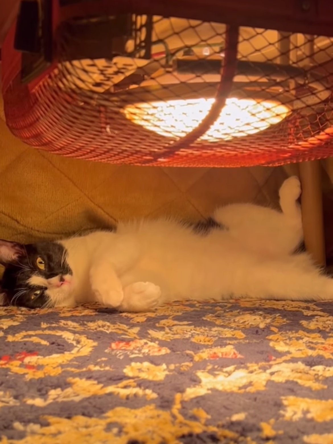 猫 こたつ
NYANTA CLUB 遠赤外線こたつ 2段階
にゃごみこたつ r_cat_kotatu_smp_s01.jpg