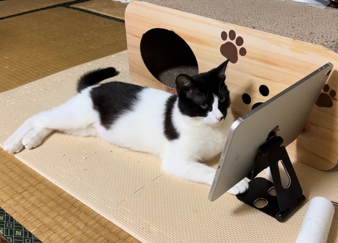コタツねこ 71secCLVX6L._UF894,1000_QL80_.jpg