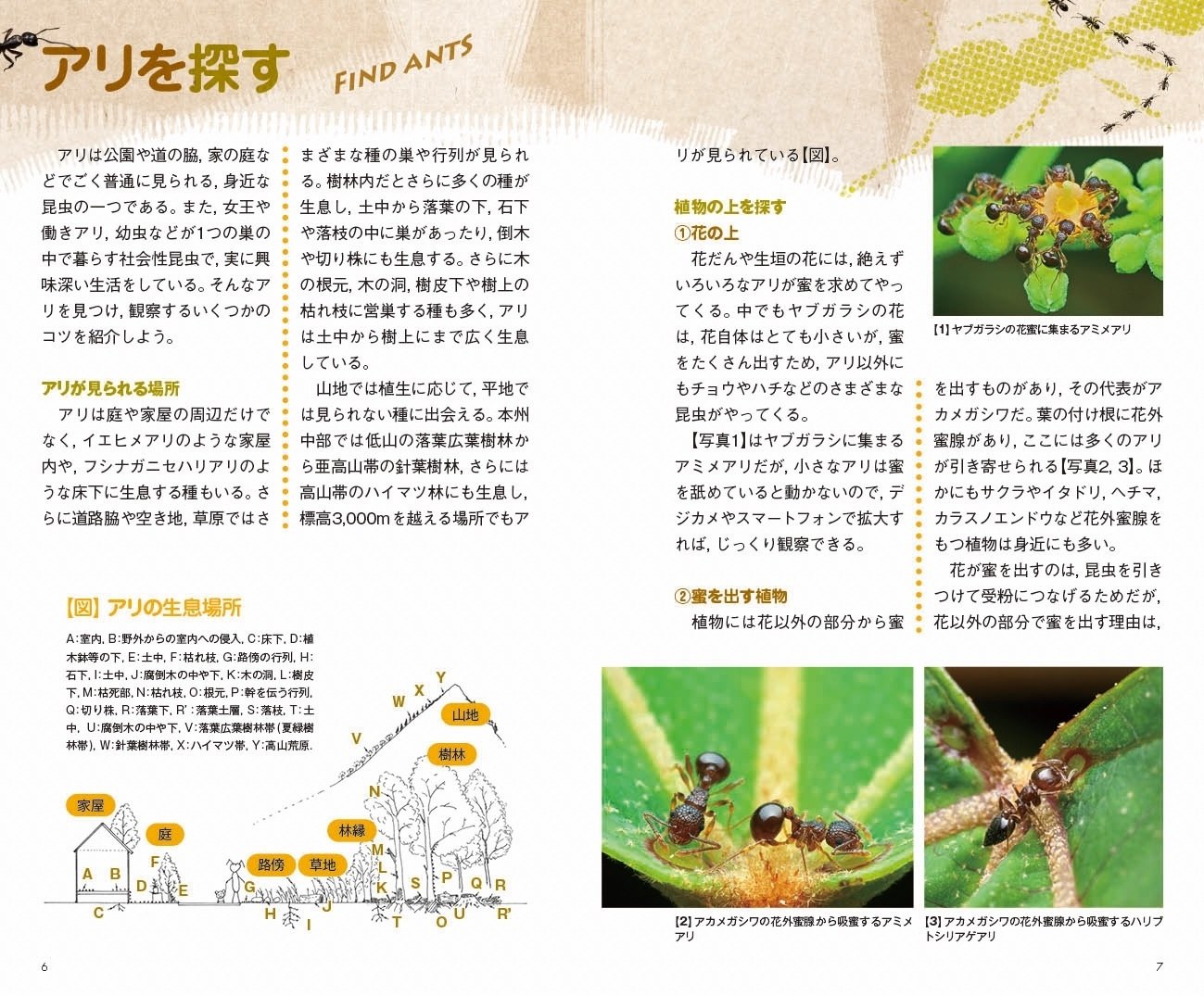 植物　昆虫　ハンドブック　16冊セット 朽ち木にあつまる虫ハンドブック | 鈴木 知之 |本 | 通販 |
