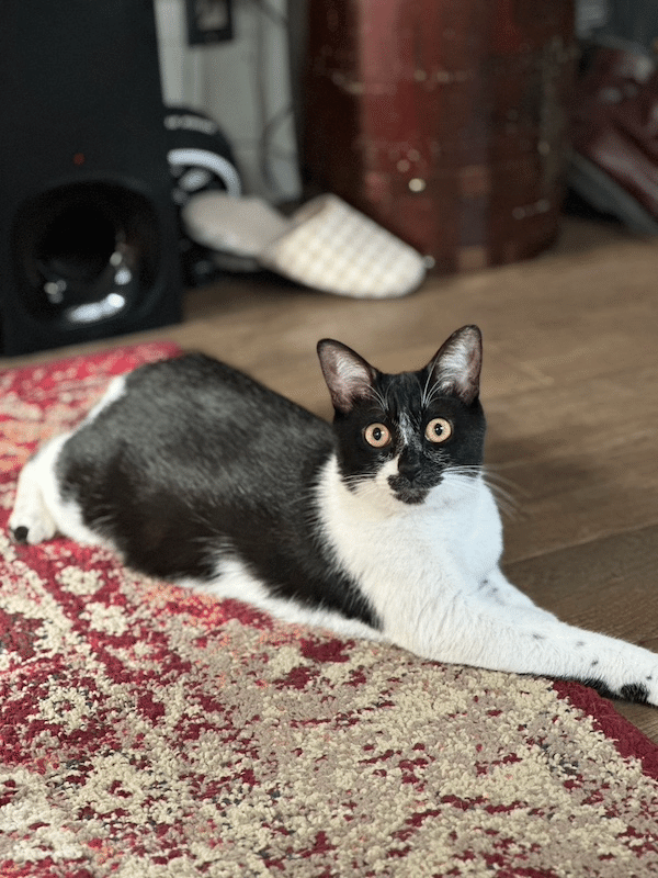 芸人と愛猫。―ヒロシ、敦司と櫻―｜ヤマト運輸公式note