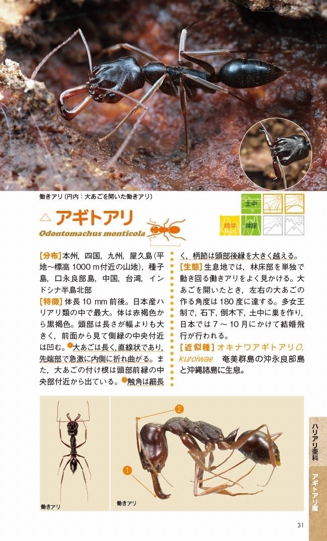 あなたの“推しアリ“がきっと見つかる！ 「アリハンドブック増補