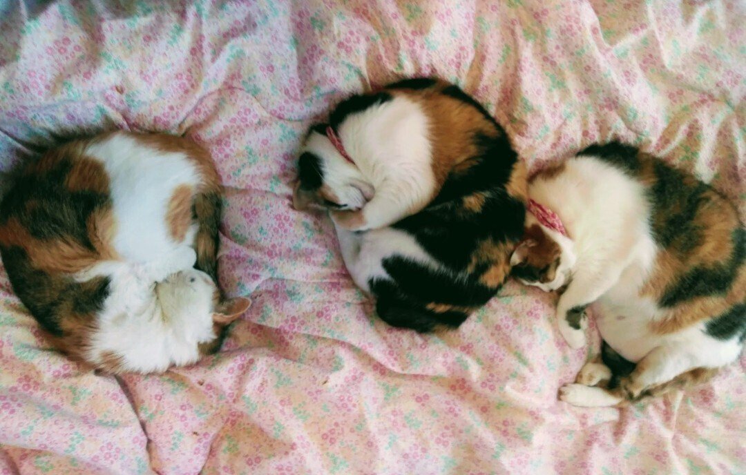 ♡三毛猫♡さん専用 三毛さん、4.8キロ 白グレーさん、3.1キロ デブ子とほっそほそです❤️😝