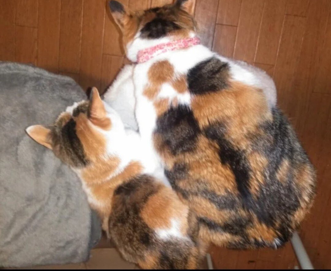 三毛猫三姉妹の日｜じゅんみは