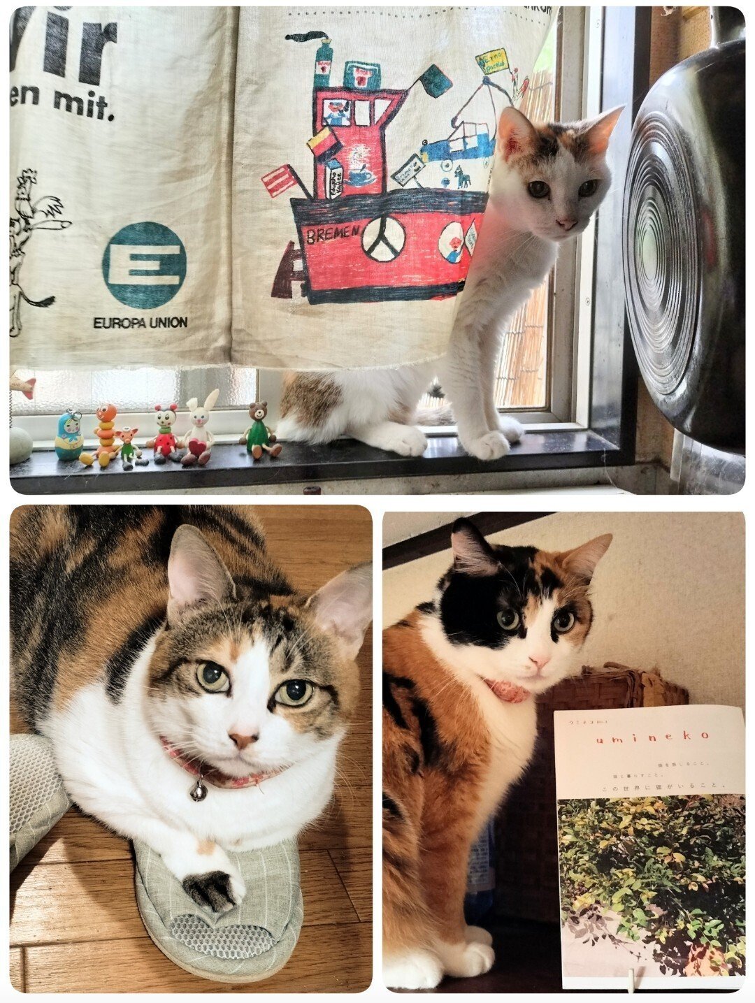 ♡三毛猫♡さん専用 三毛猫三姉妹の日｜じゅんみは