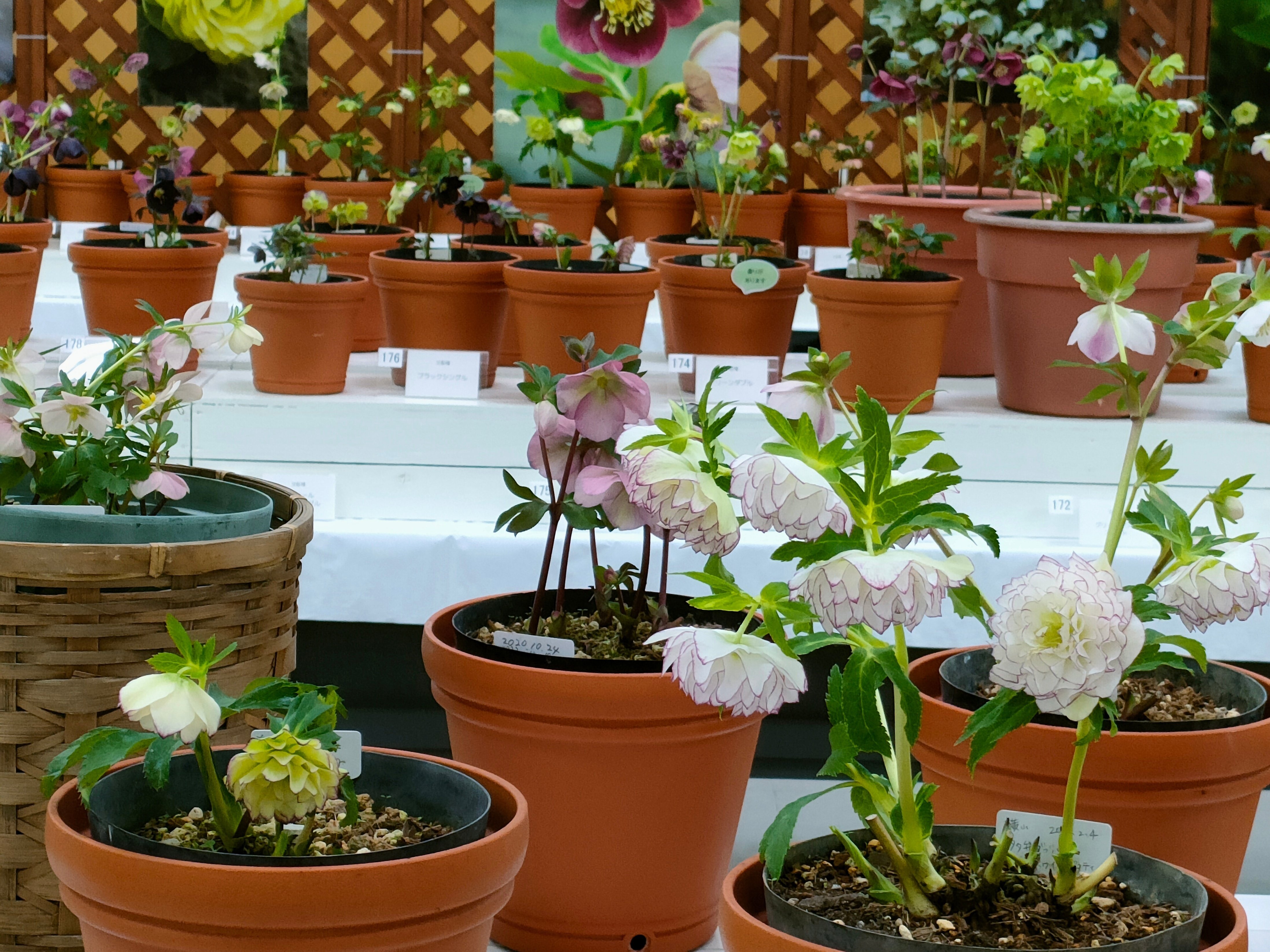 クリスマスローズ｜saku