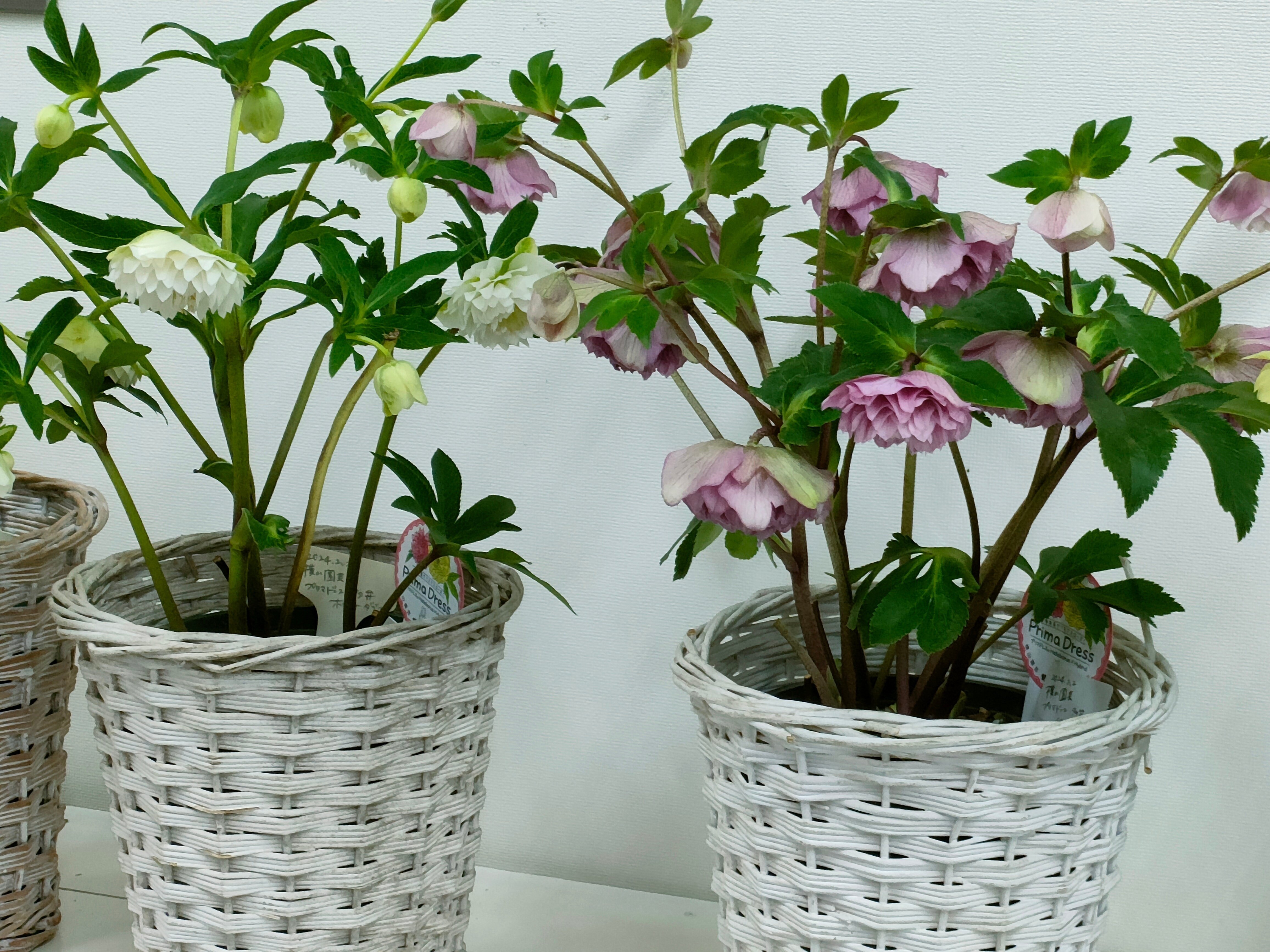 クリスマスローズ｜saku