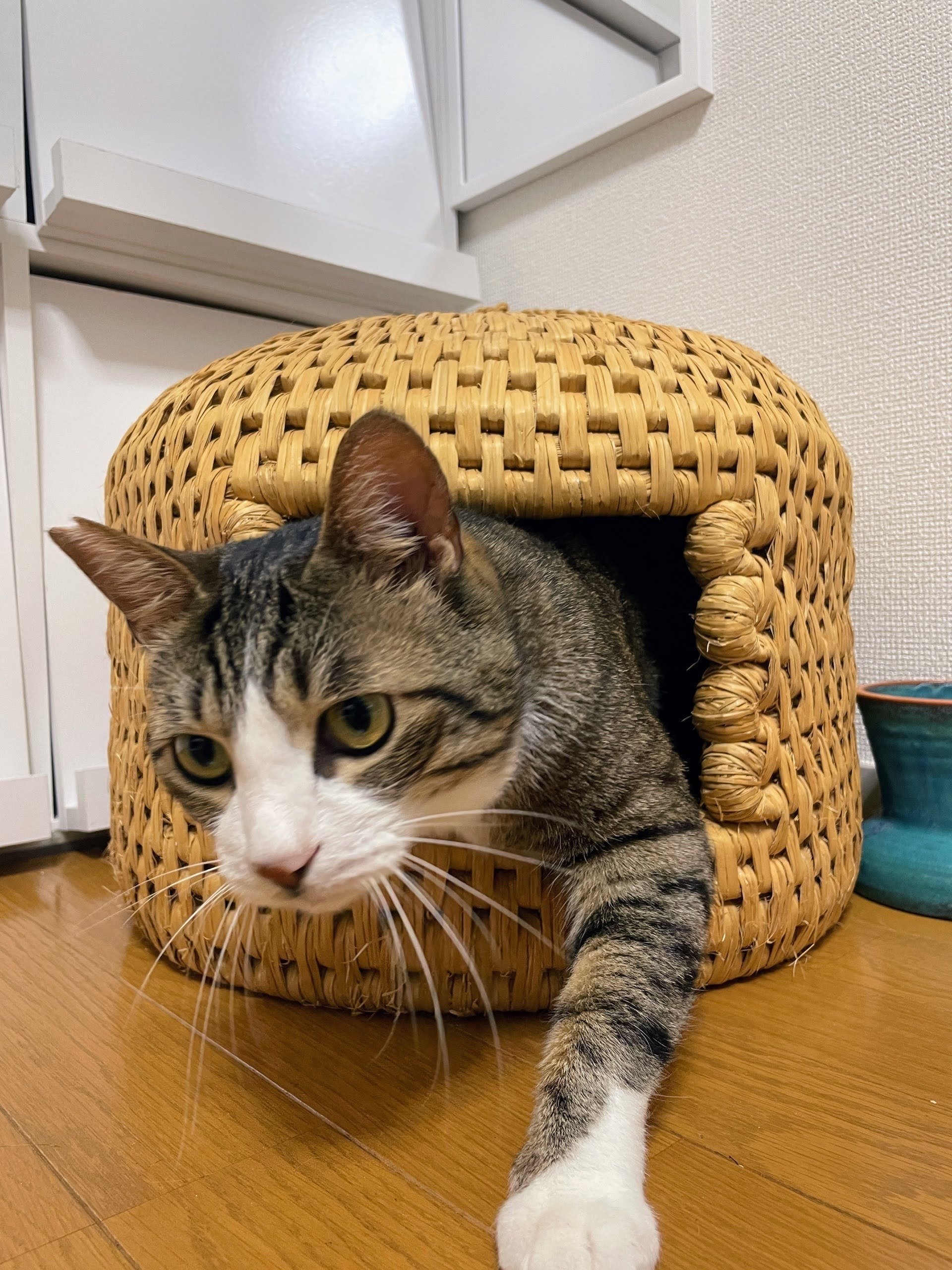 もさもさがたまらない　猫ちぐら（つぐら） 関川村産 猫ちぐら(予約販売)※専用マット付 | 森としっぽ。