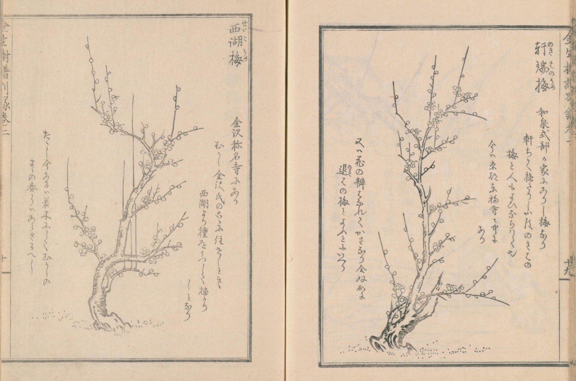園芸】金生樹譜別録 巻二|mominaina 園芸】金生樹譜別録 巻二|mominaina