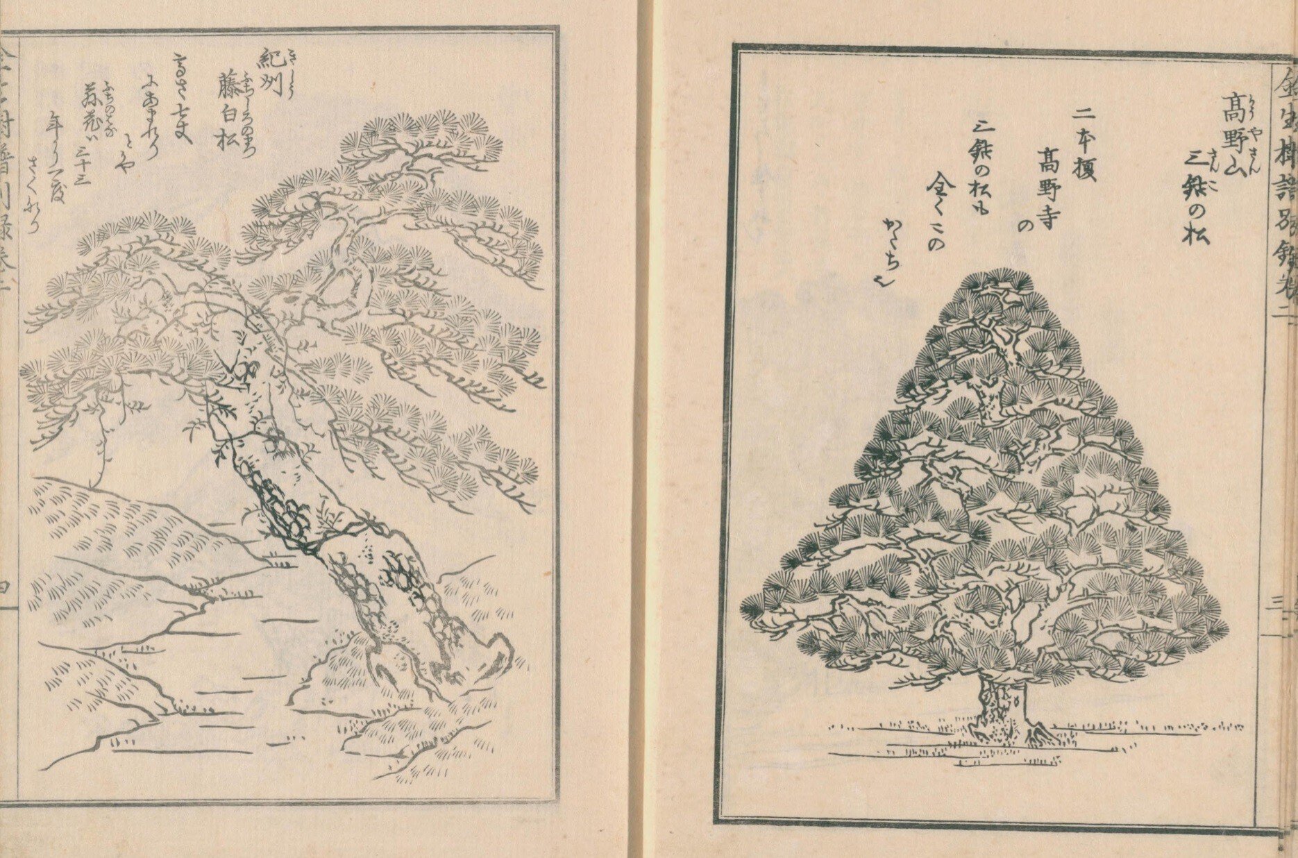 園芸】金生樹譜別録 巻二|mominaina 園芸】金生樹譜別録 巻二|mominaina