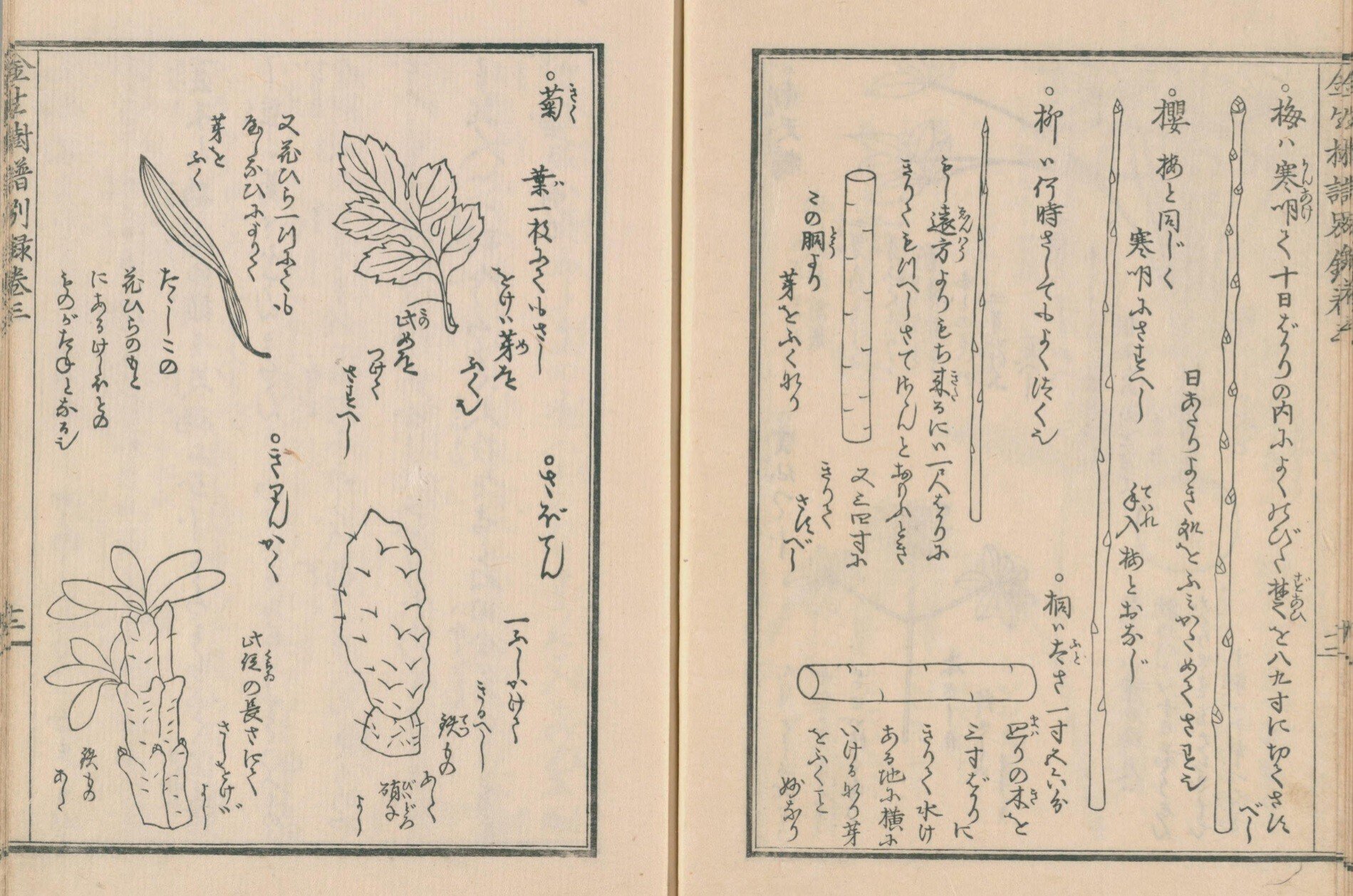 園芸】金生樹譜別録 巻三｜mominaina