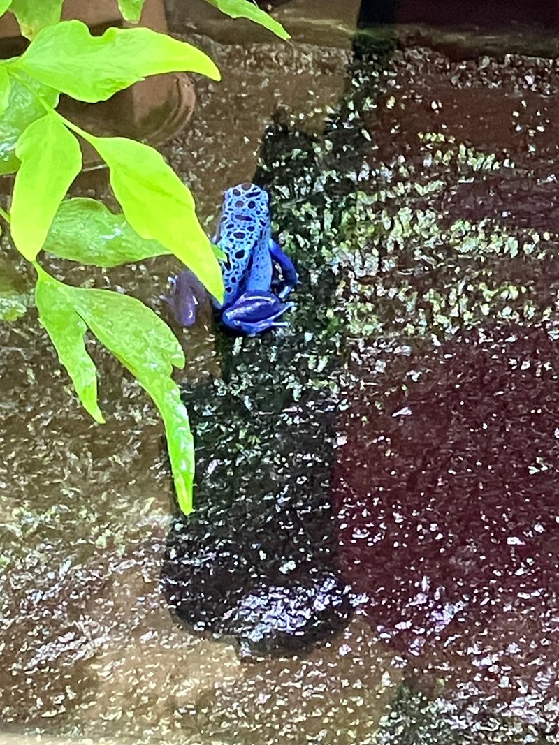 青い蛙。きれい。黒い模様もある。