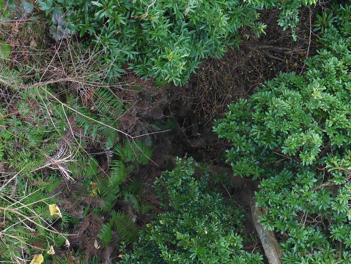 植物を訪ねて ～五島列島の椿～｜じゅもくやん