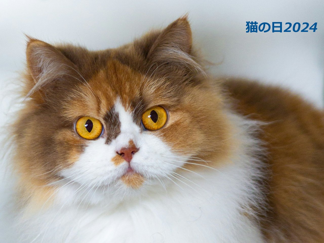 2024年版【猫の日まとめ】マクドナルドから在日米軍司令部まで、注目を