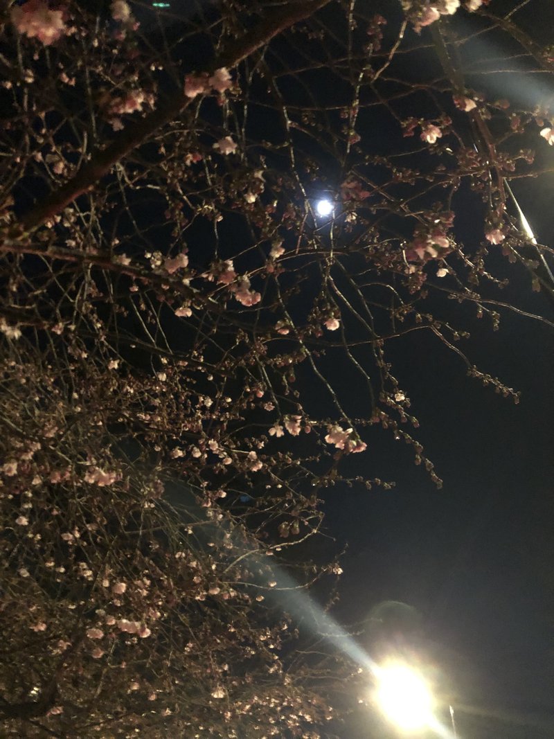 almost満月🌕with これから咲こうとしてる桜🌸の仲間