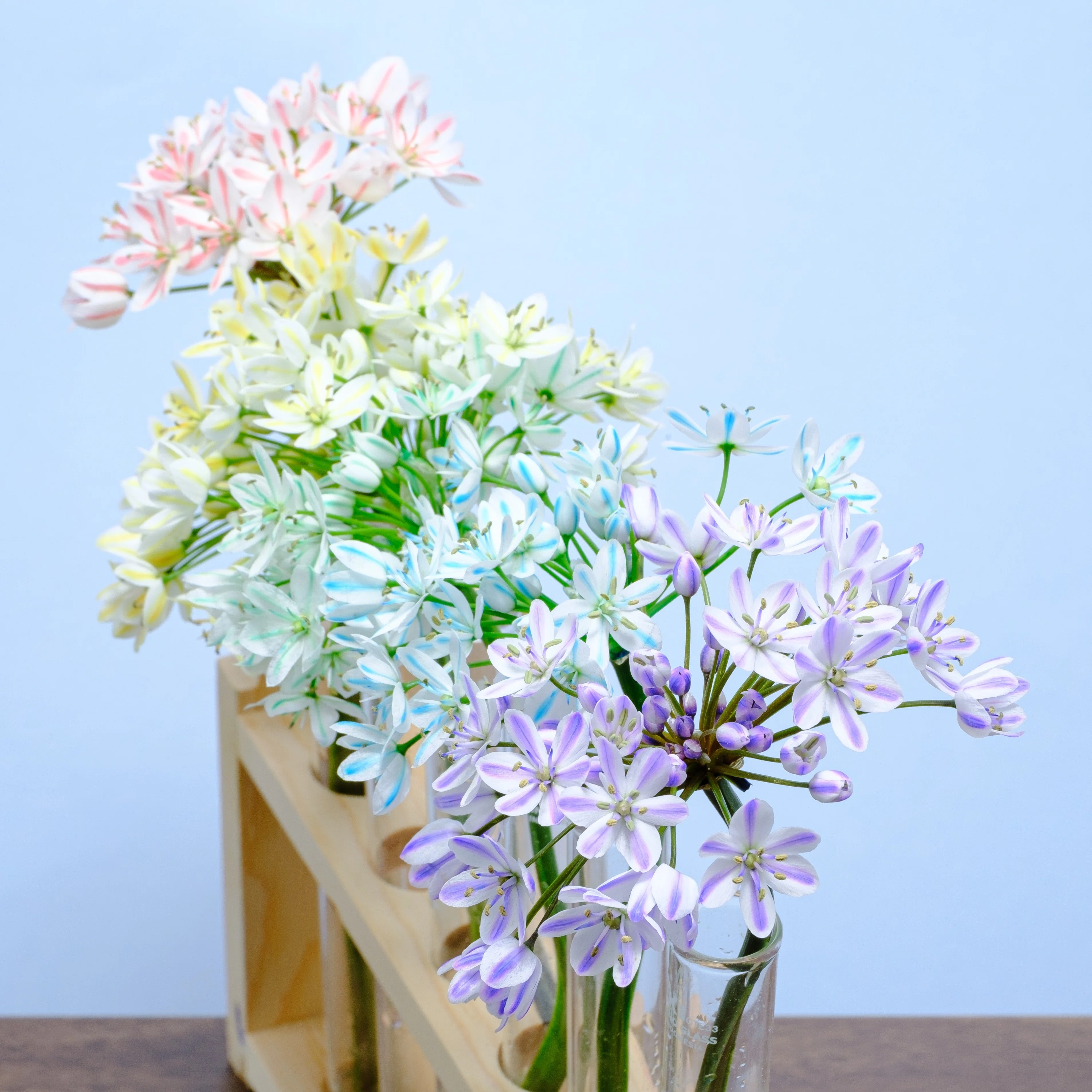花業界の方へ、カラフルコワニーのご提案【染めの花#031】｜タキツネ