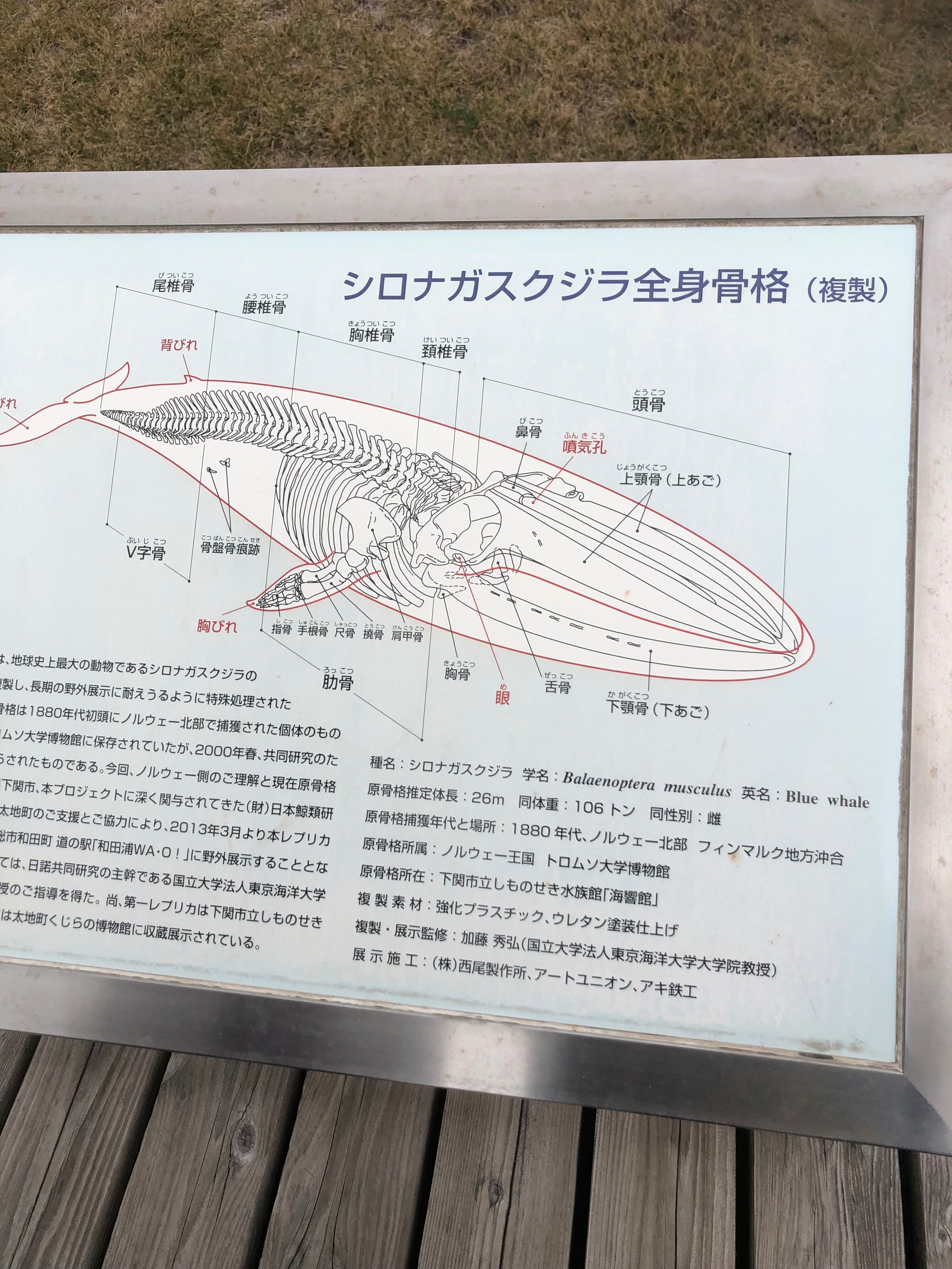 くじら今昔物語①〜鯨資料館を訪ねて〜|国吉真弘 くじら今昔物語①〜鯨資料館を訪ねて〜|国吉真弘