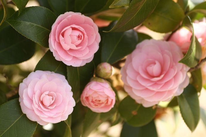 撮影記＞乙女椿の千重と宝珠｜清愁