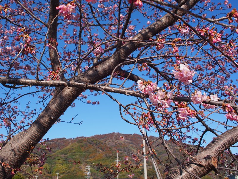 2月12日。河津桜はまだ咲きはじめ