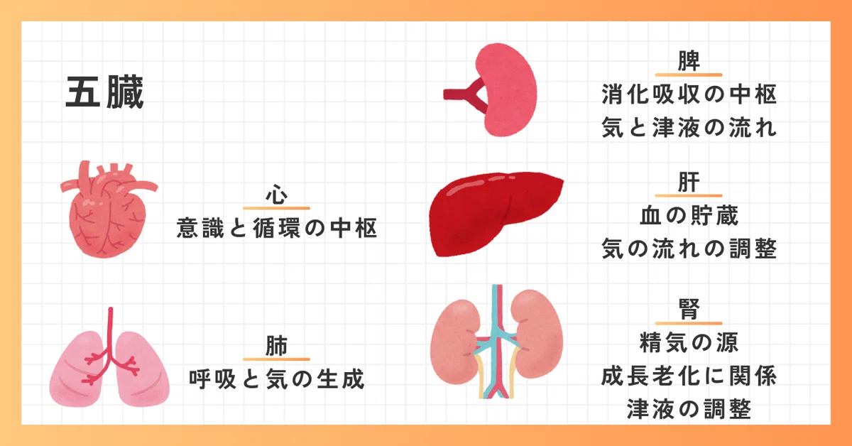 【中医学】 五臓六腑とは?|Yazawa@鍼灸師/よもぎ栽培