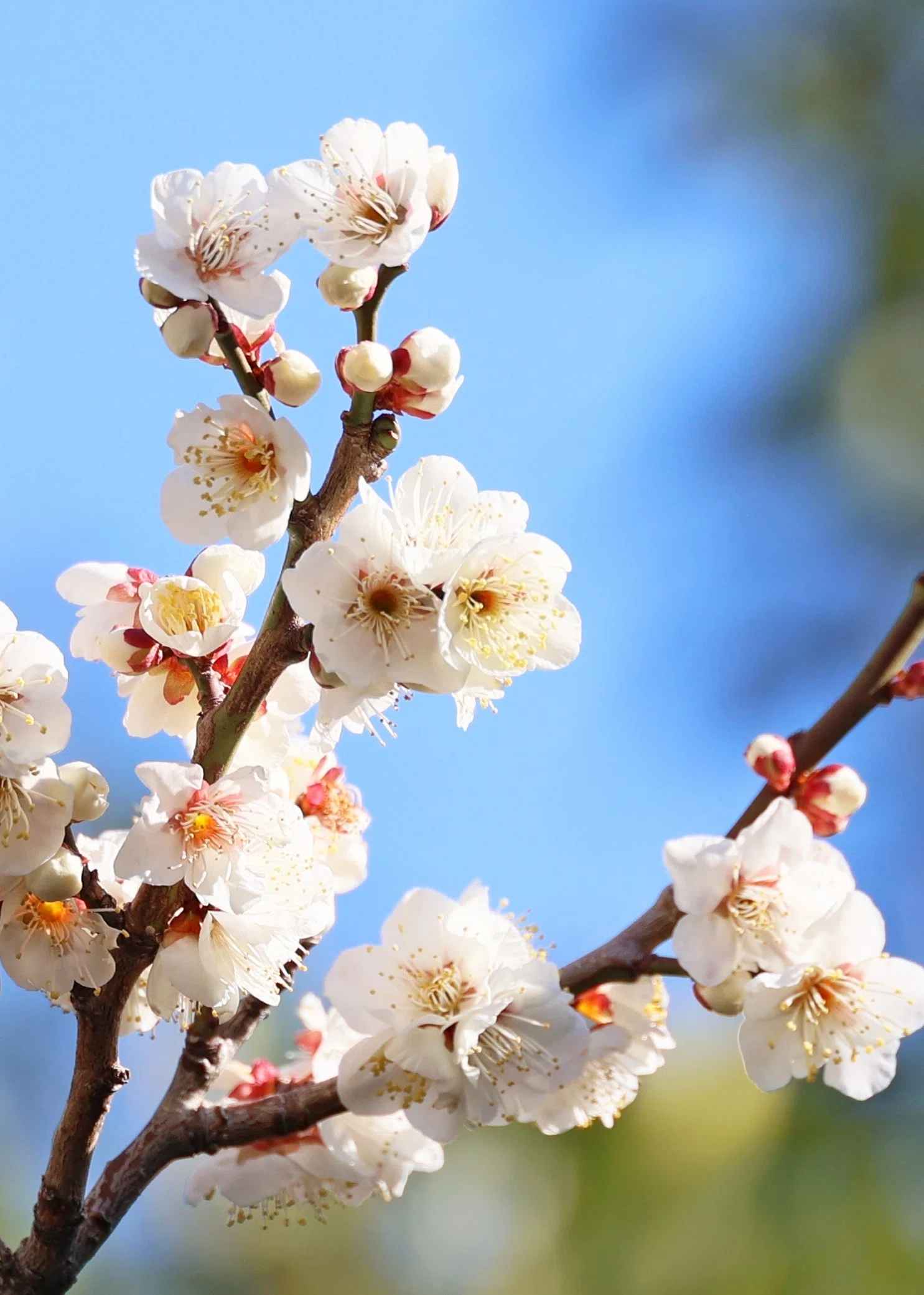 梅の花、咲く！ (写真) 2024年2月東京｜Peter November