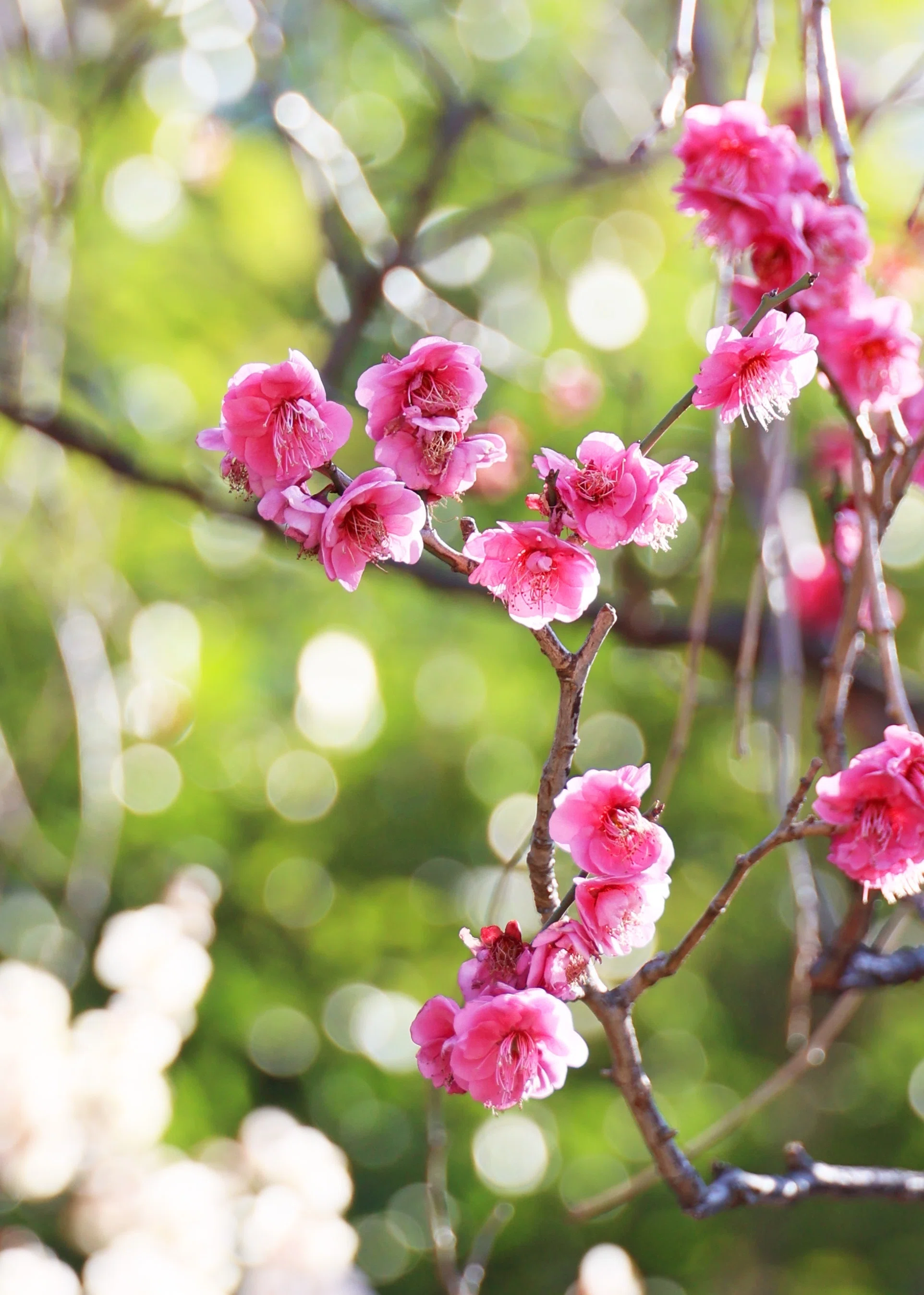 梅の花、咲く！ (写真) 2024年2月東京｜Peter November