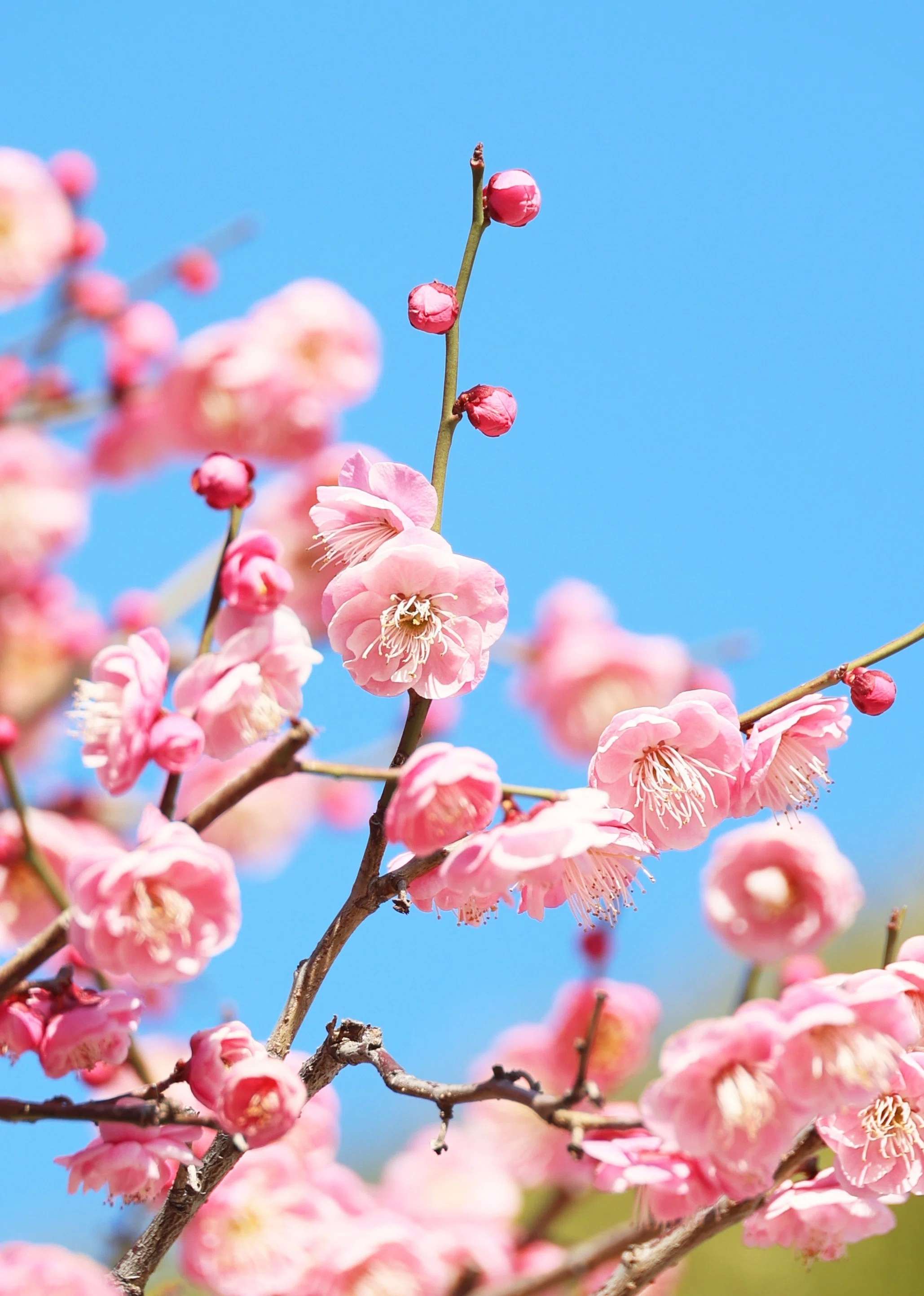梅の花、咲く！ (写真) 2024年2月東京｜Peter November