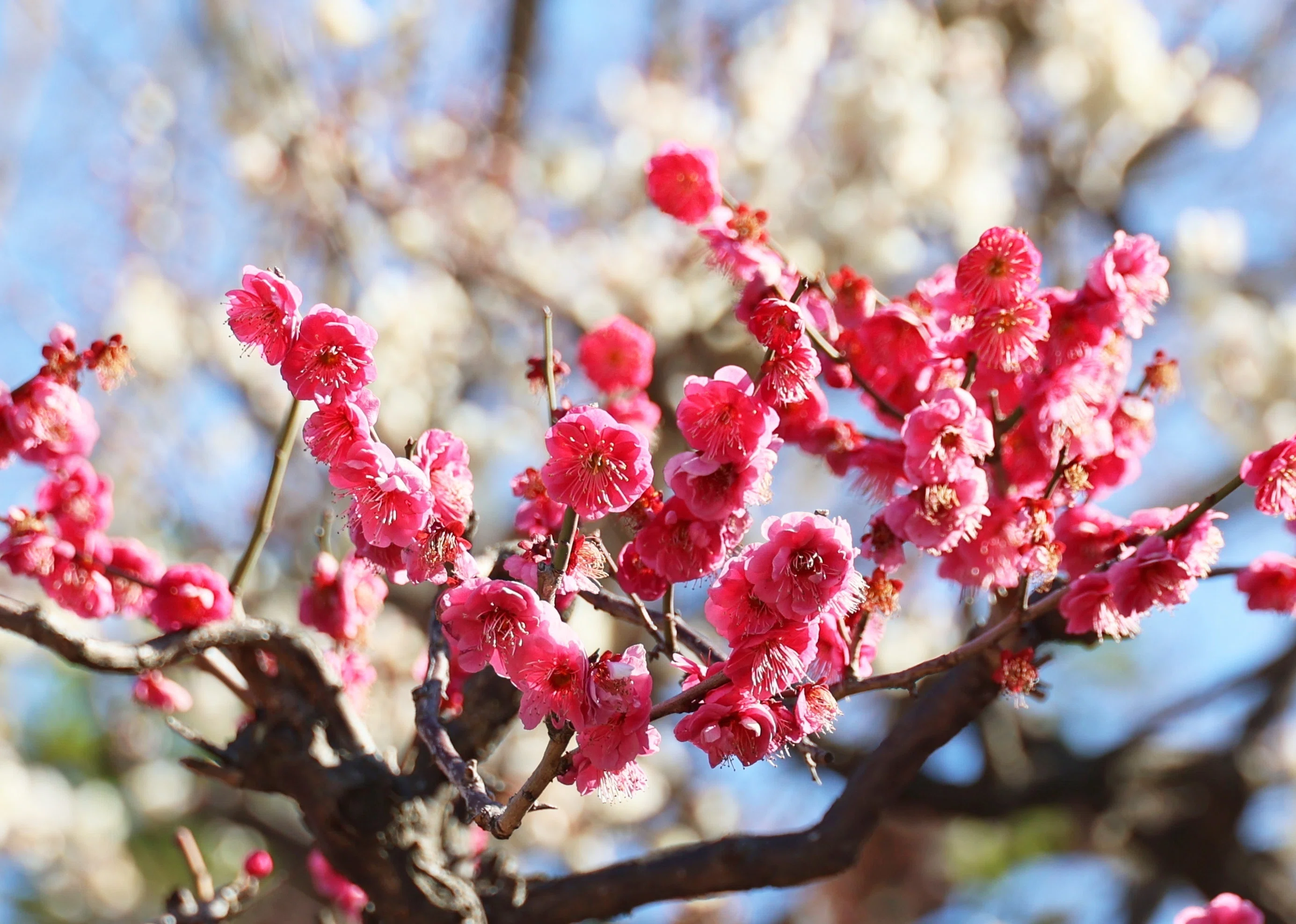 梅の花、咲く！ (写真) 2024年2月東京｜Peter November