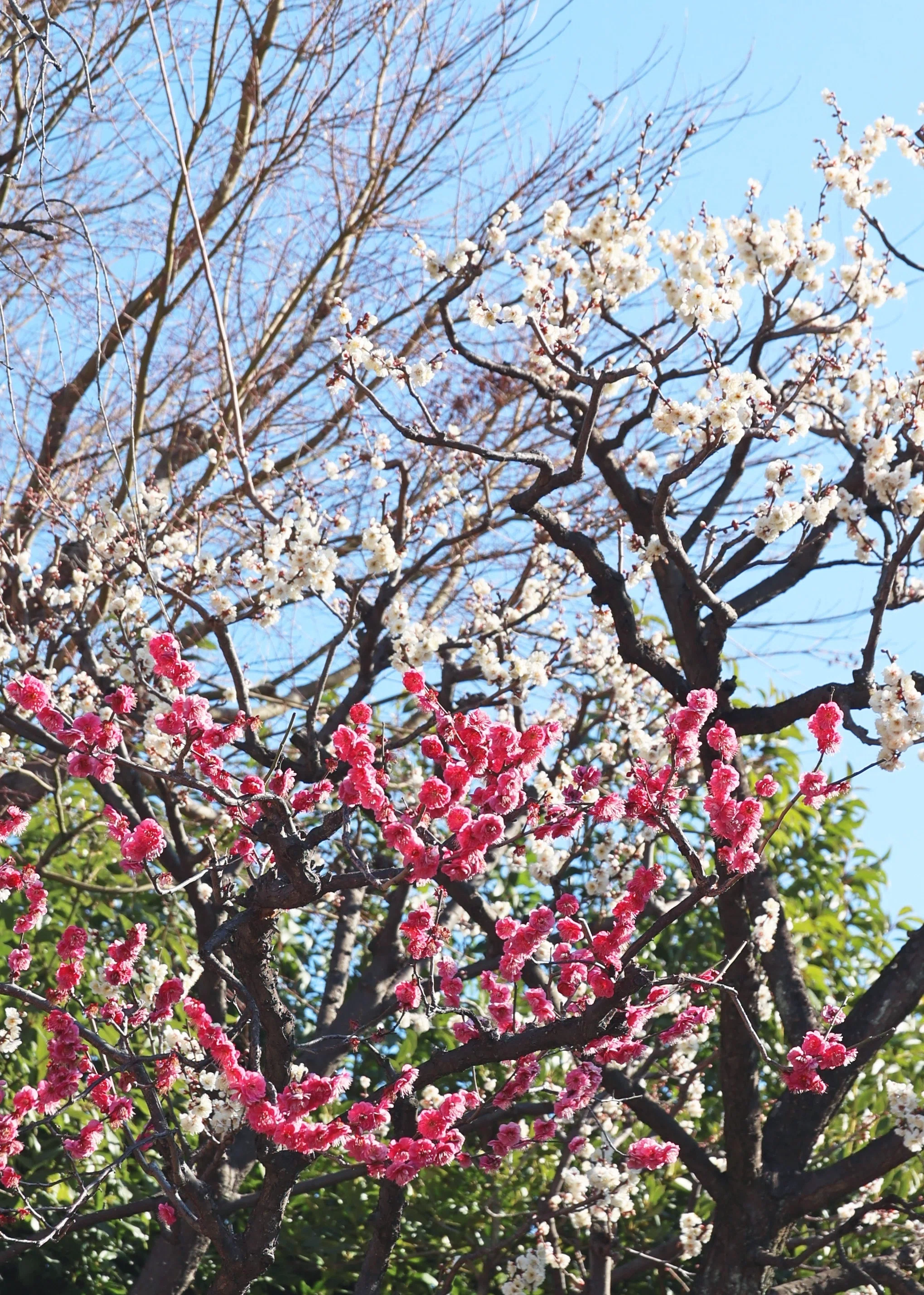 梅の花、咲く！ (写真) 2024年2月東京｜Peter November