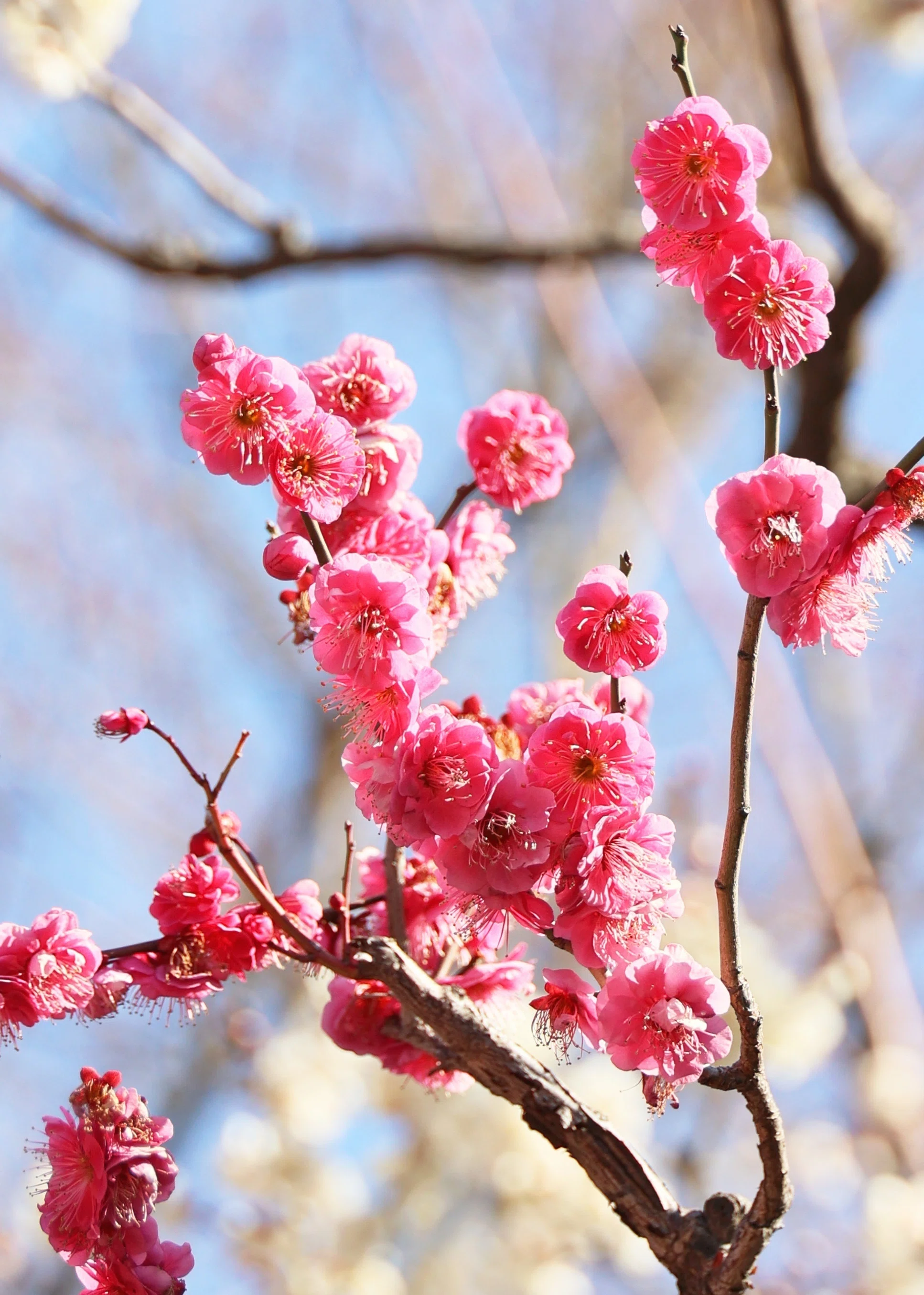 梅の花、咲く！ (写真) 2024年2月東京｜Peter November