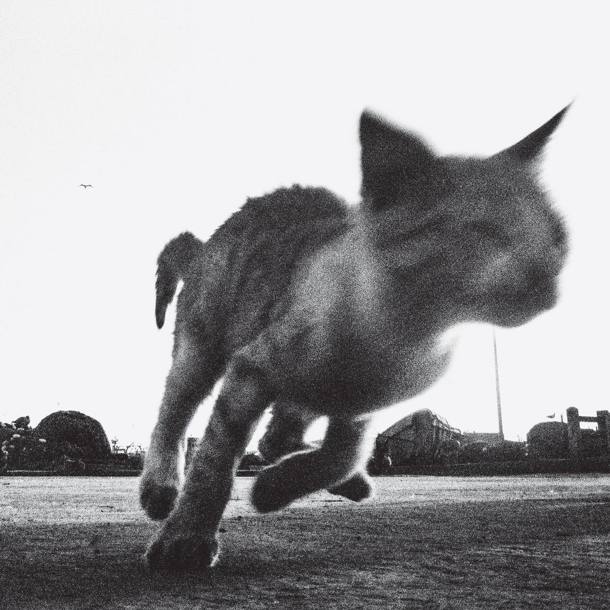 モノトーンなアートワークに惹かれ聴いてみた10アルバム｜まんまるなみだ