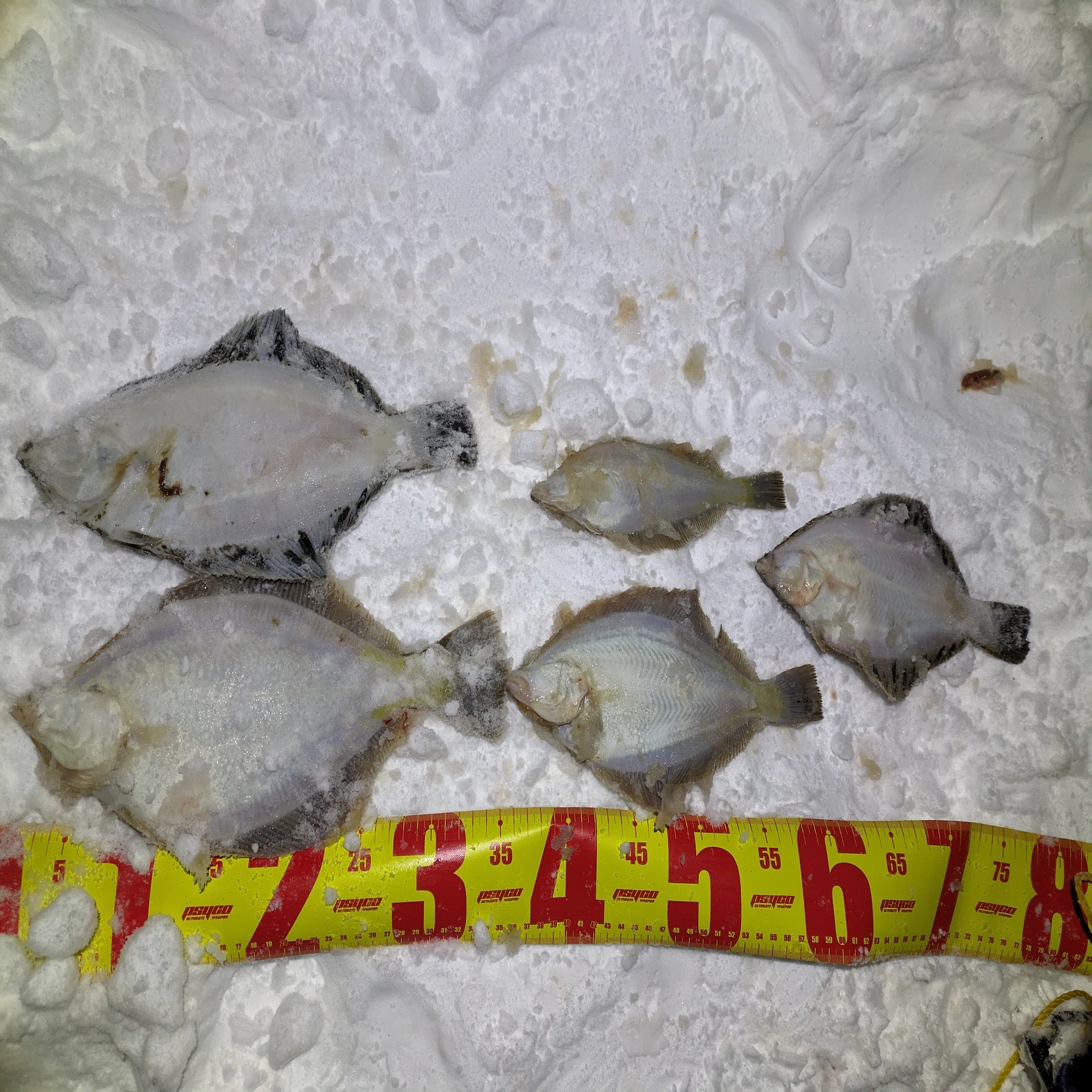 みんな釣りたいあの魚、カレイの釣り方についてすべて解説！！仕掛け 