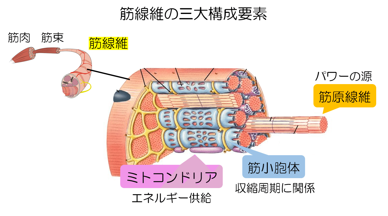 ミトコンドリアの存在感 -エピソード1-｜KAWASAKI