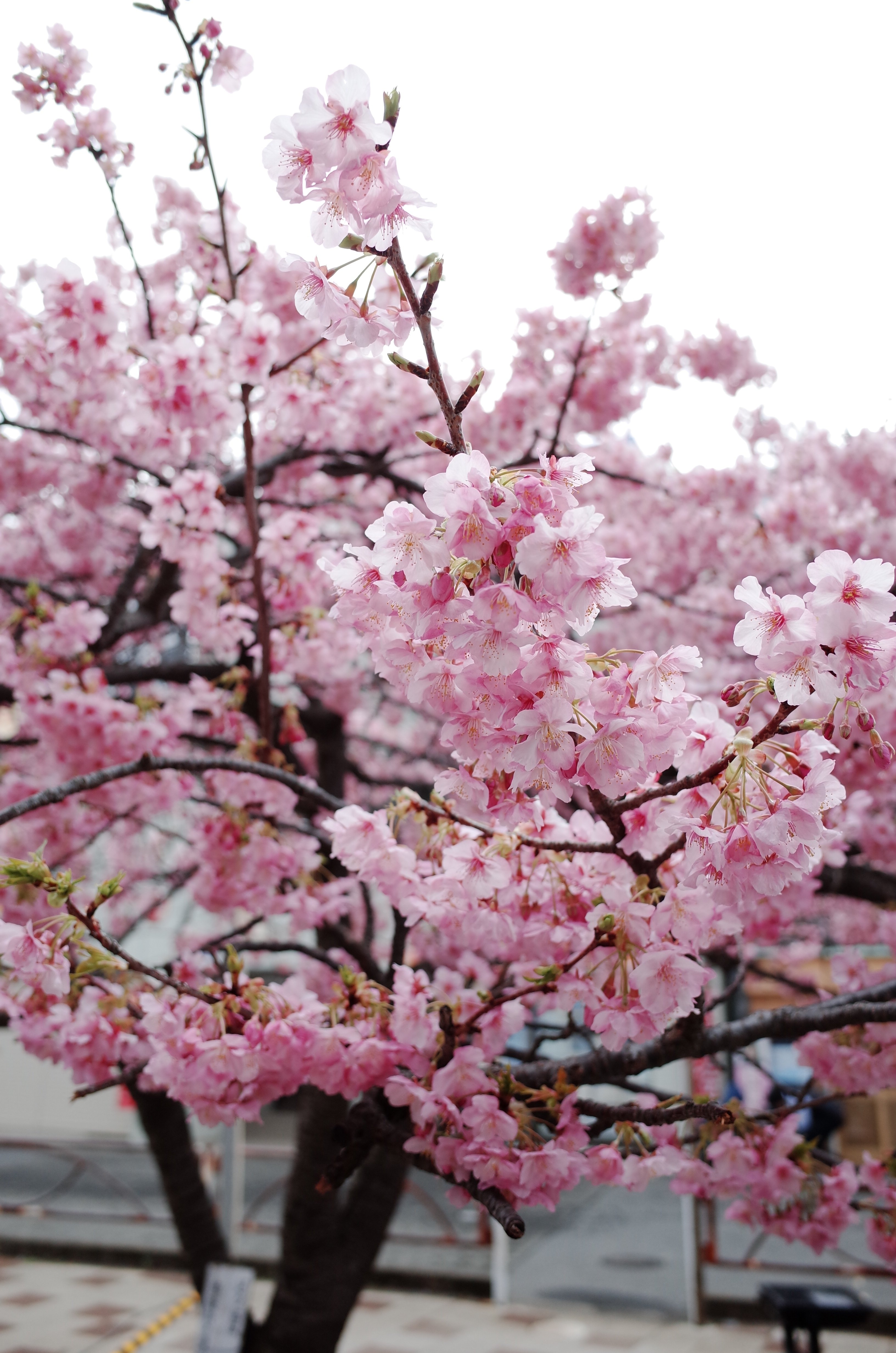GRで撮る河津桜｜Asuka
