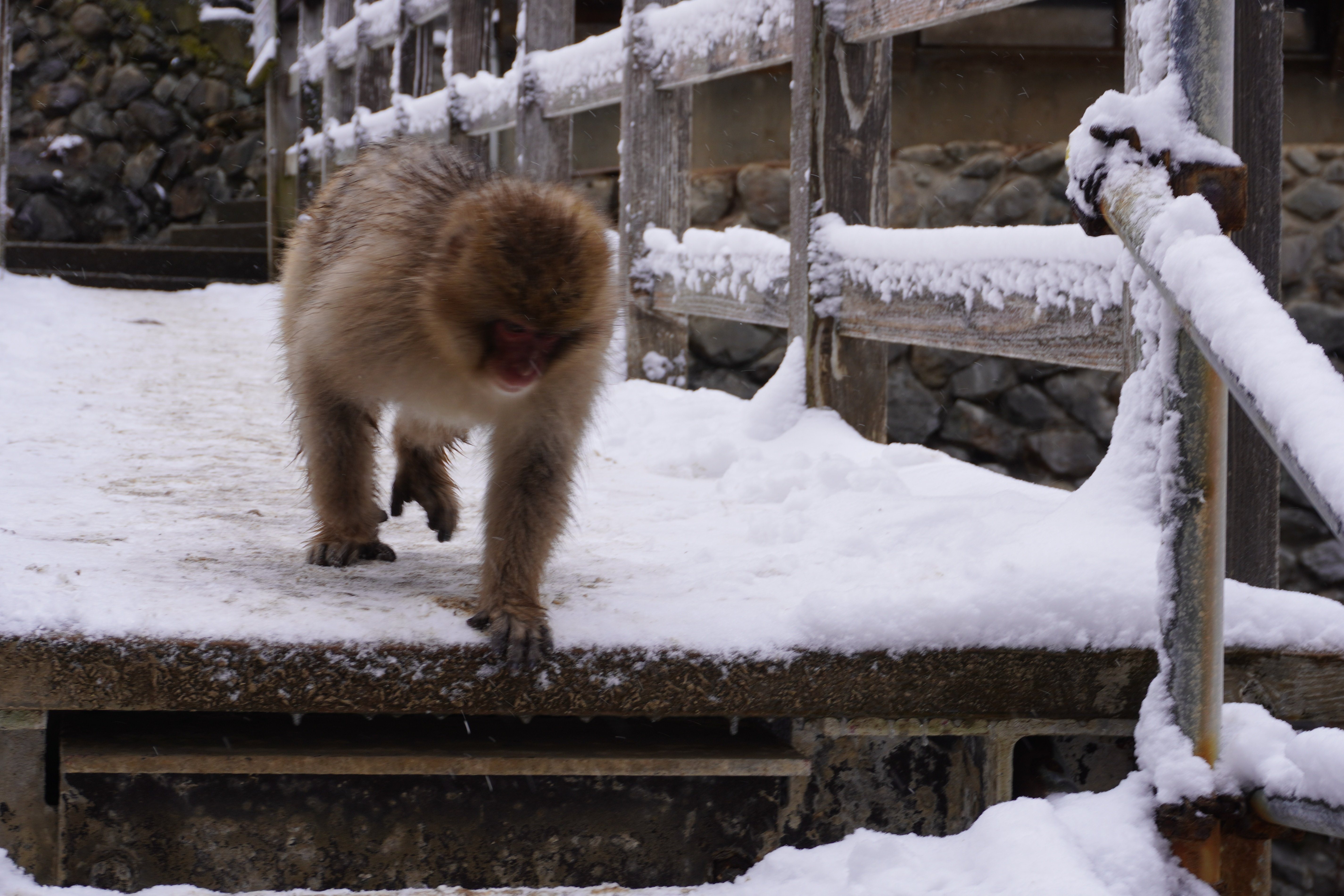 ZASO:199】長野県 #地獄谷野猿公苑｜ZASOちゃんねる