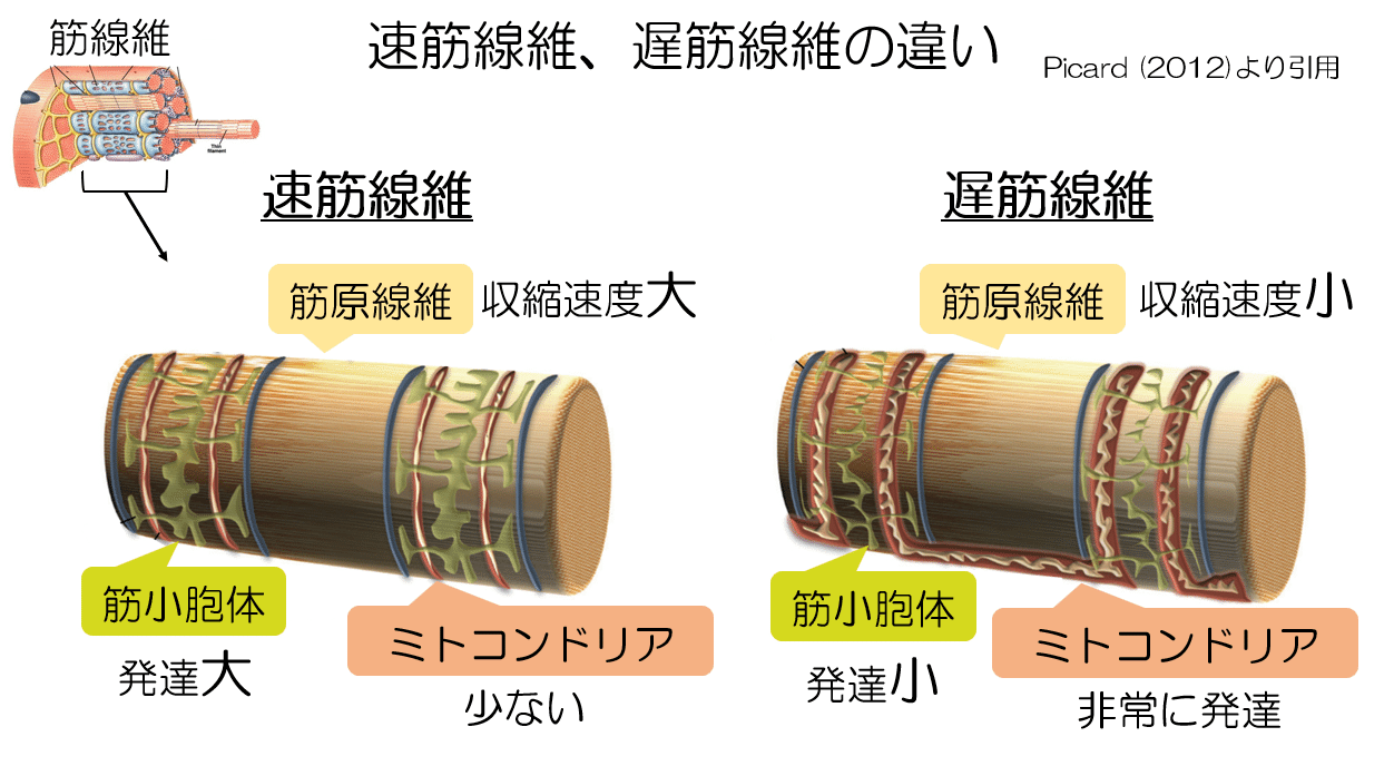 アキノリオ ミトコンドリアの力 アキノリオ Newミトコンドリアのちから ジャー容器 コエンザイム