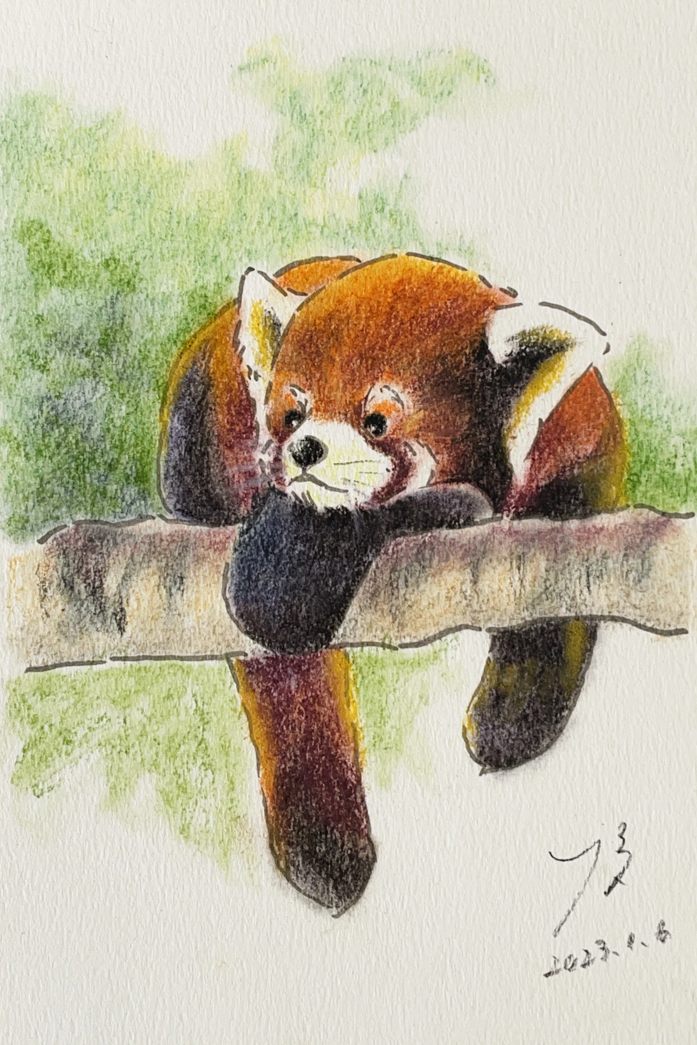 パステル画作品集]レッサーパンダが好き｜てぃーが Pastel Artist