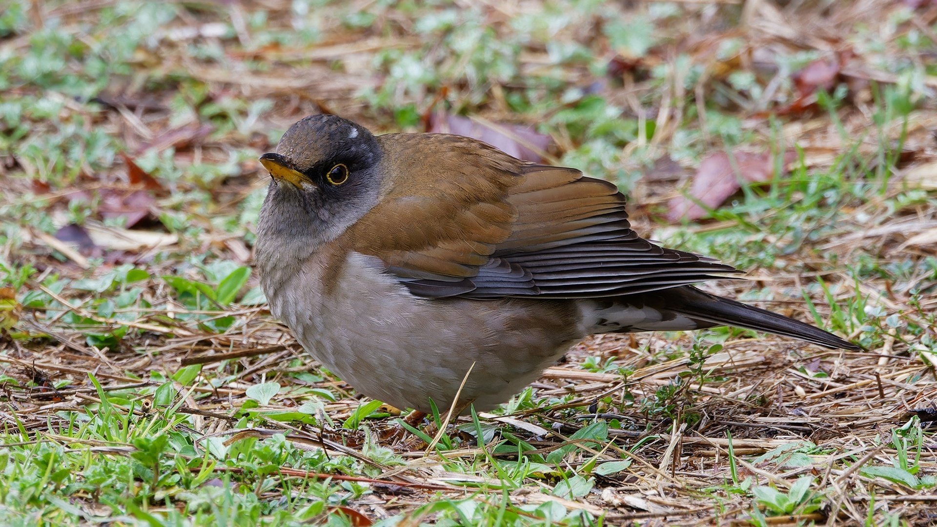 シロハラ シロハラ