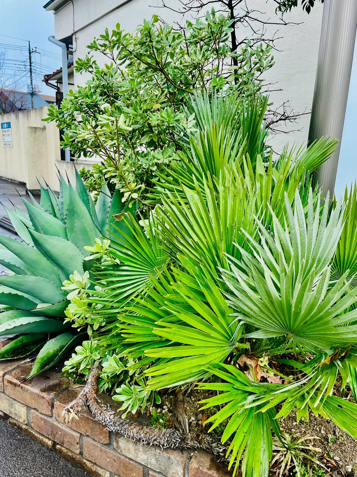 乙庭植物図鑑】20230215 チャメロプス フミリス (Chamaerops humilis 