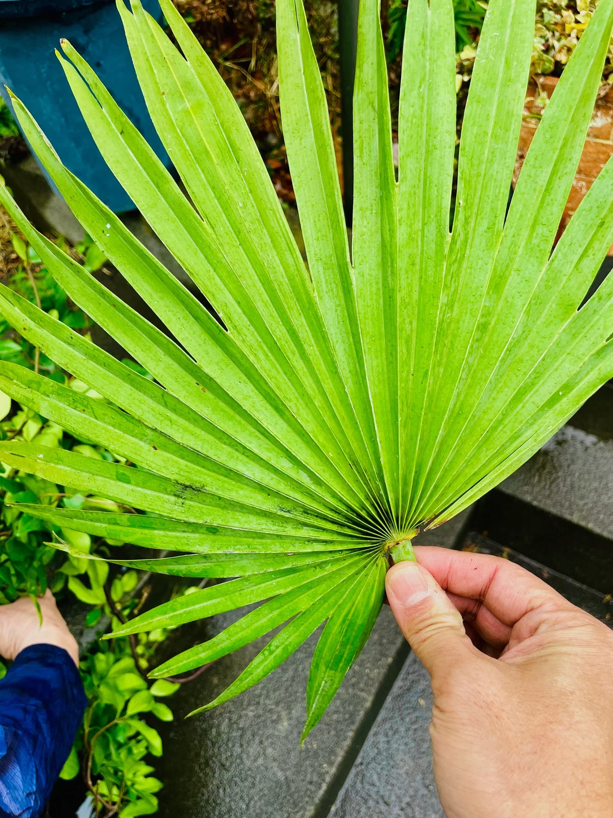 乙庭植物図鑑】20230215 チャメロプス フミリス (Chamaerops humilis 