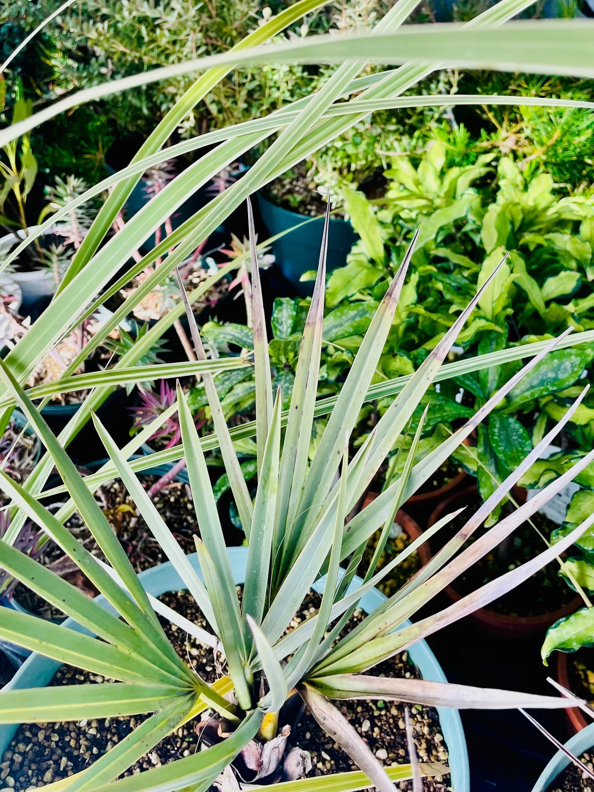 乙庭植物図鑑】20230215 チャメロプス フミリス (Chamaerops humilis 