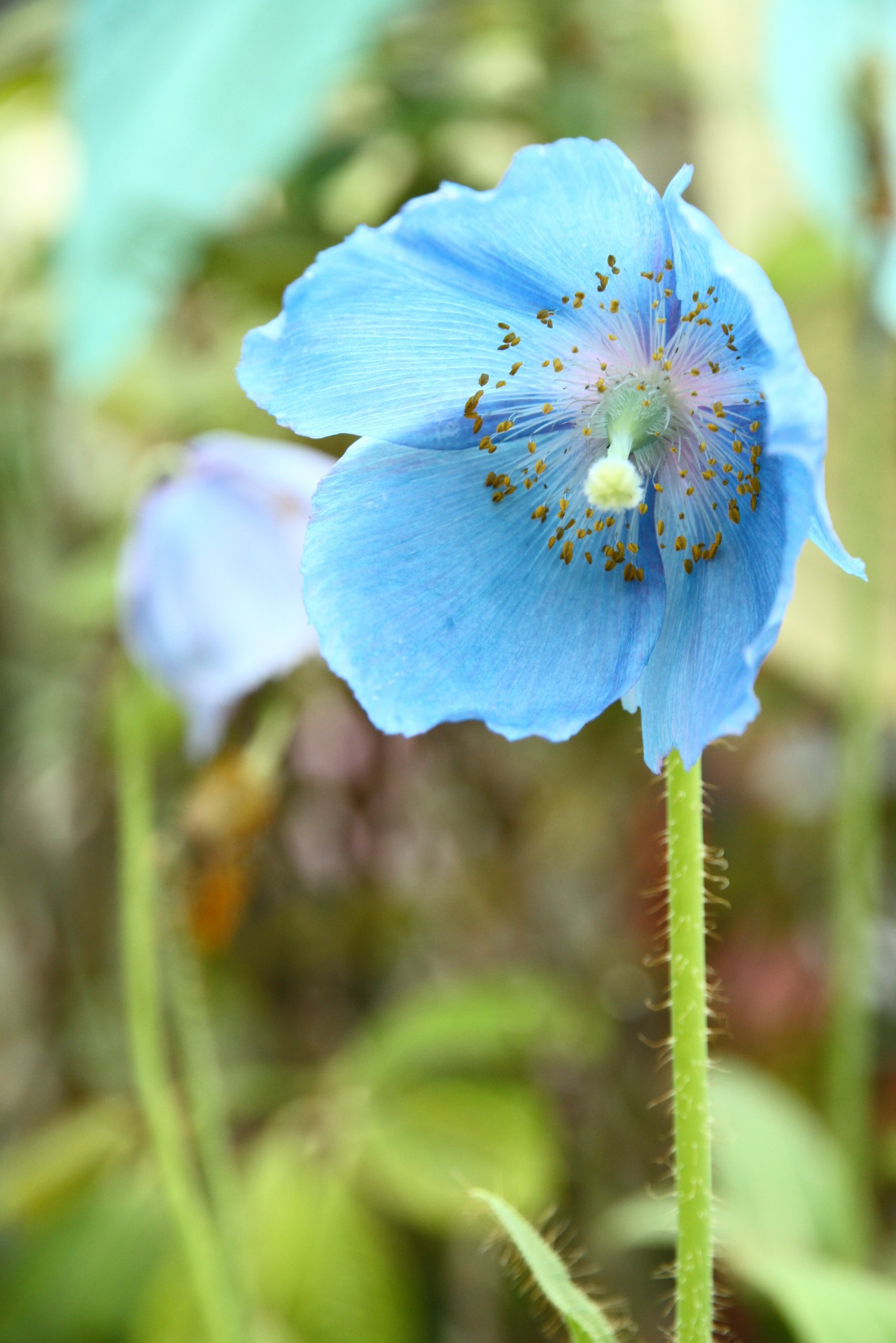 咲くやこの花館と鶴見緑地｜うりぼう