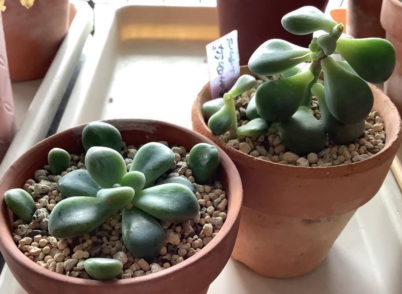 だるま秋麗（グラプトペタルム属）｜ひなよっこ