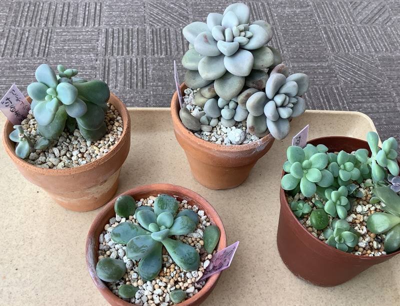 多肉植物　グラプトペタルム　だるま秀麗 多肉植物 グラプトペタルム だるま秀麗 グラプトペタルム だるま秀麗