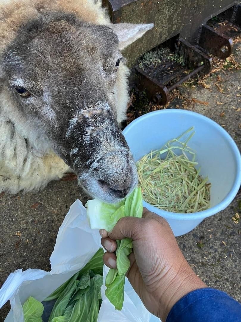 ひつじがにひき ひつじがいっぴき - YouTube