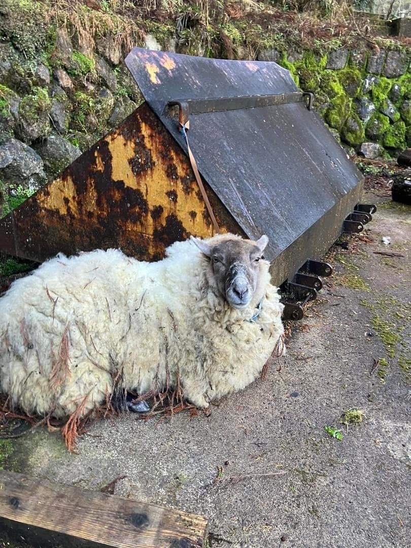 ひつじがにひき 鎌鼬ウエストコーストIPA – TWO RABBITS BREWING COMPANY