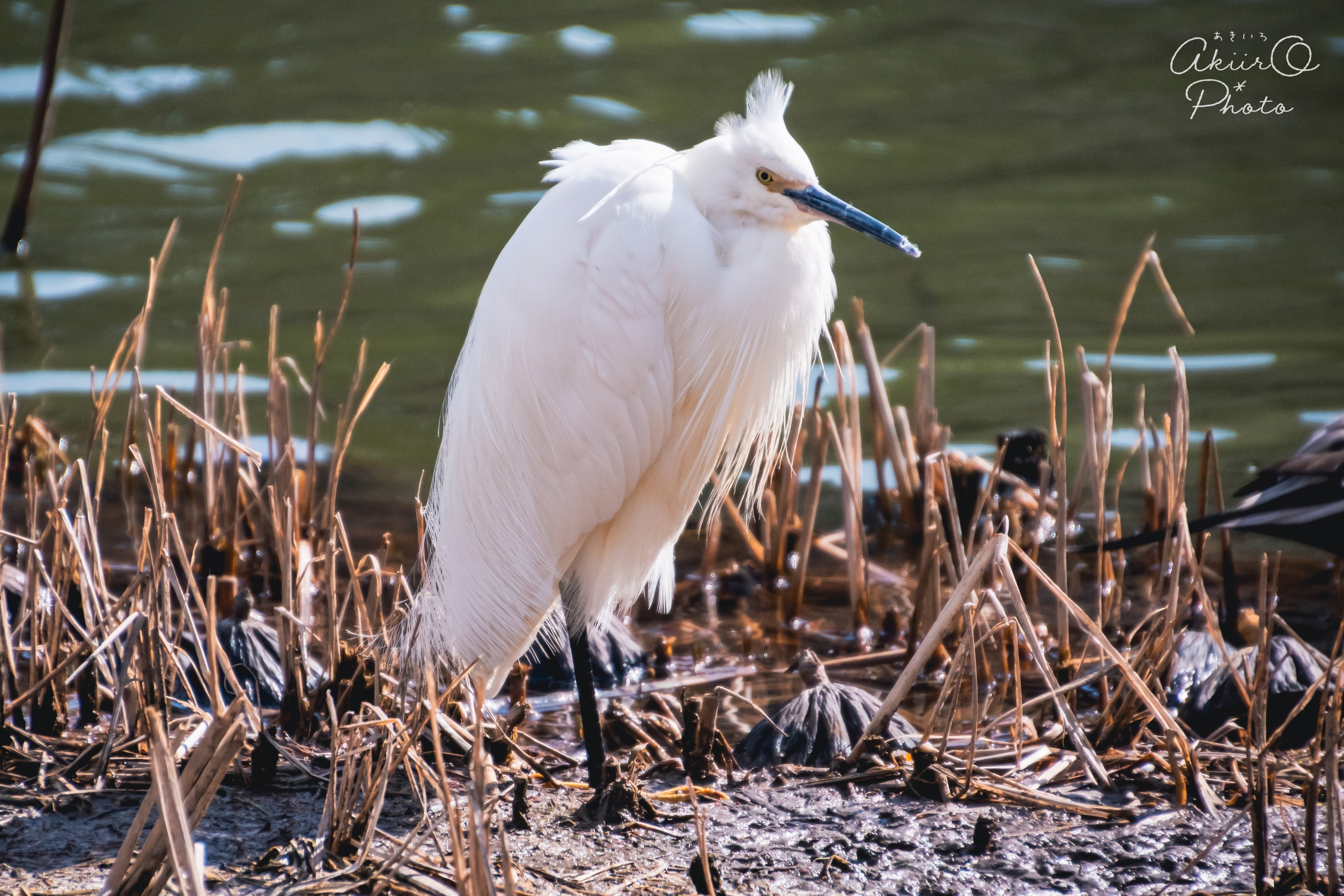 Photo Story｜小鷺-こさぎ-/Kosagi｜AkiirO