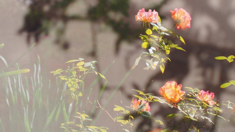 この冬は暖かすぎて、ベランダのミニバラが秋からずっと咲き続けていた